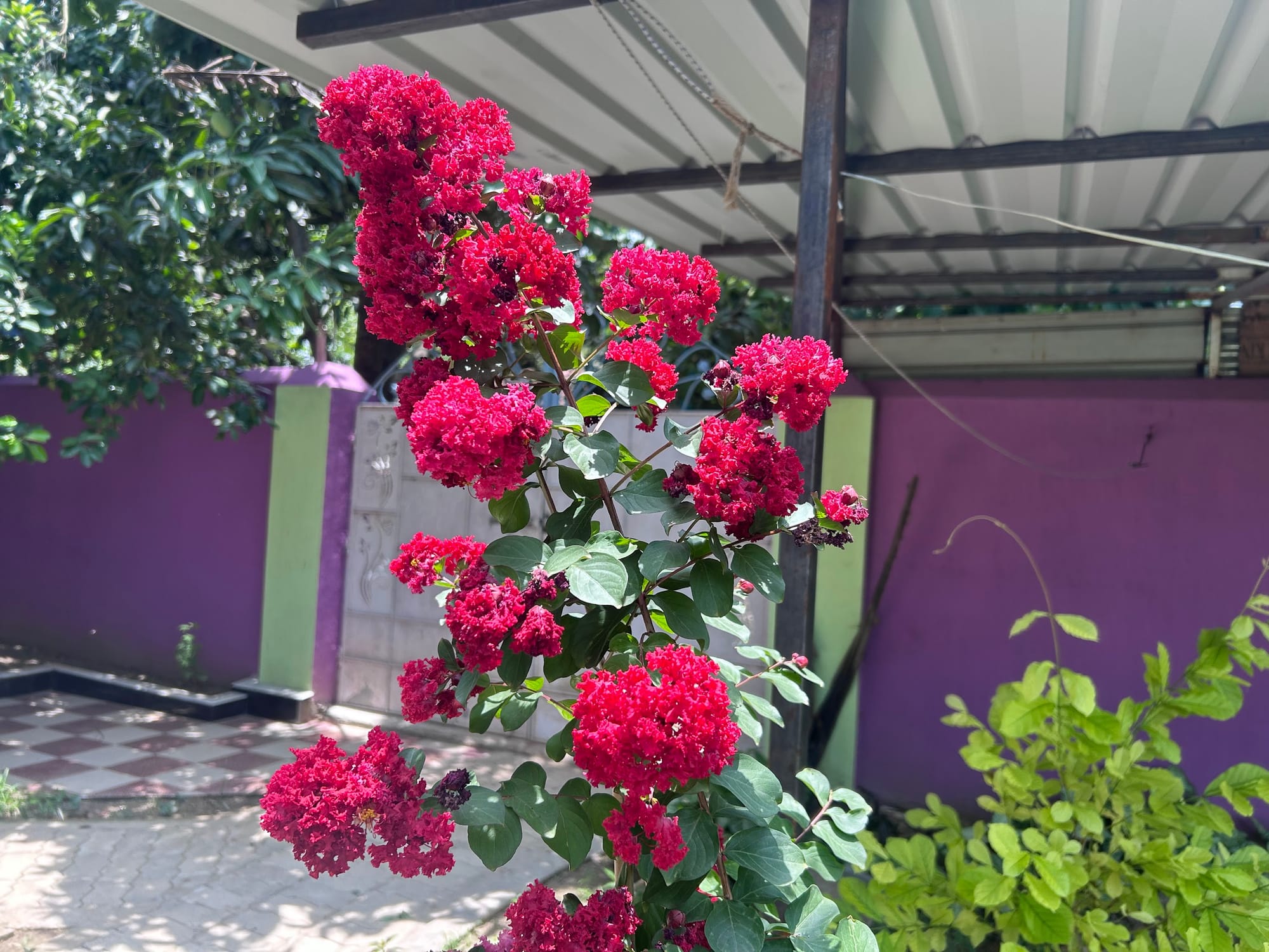 Red Crape Myrtle in Florida