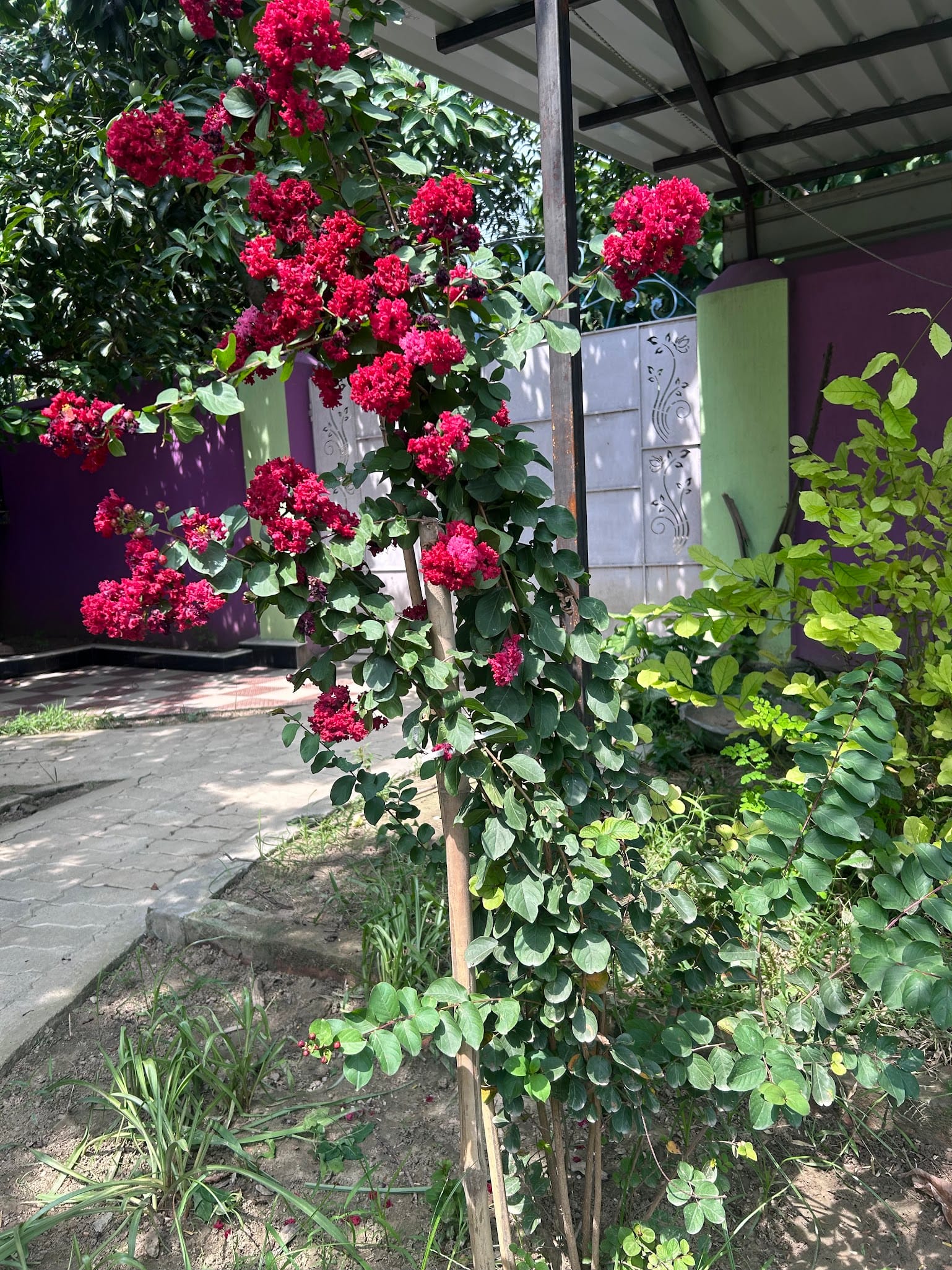 Crape Myrtle after hard pruning