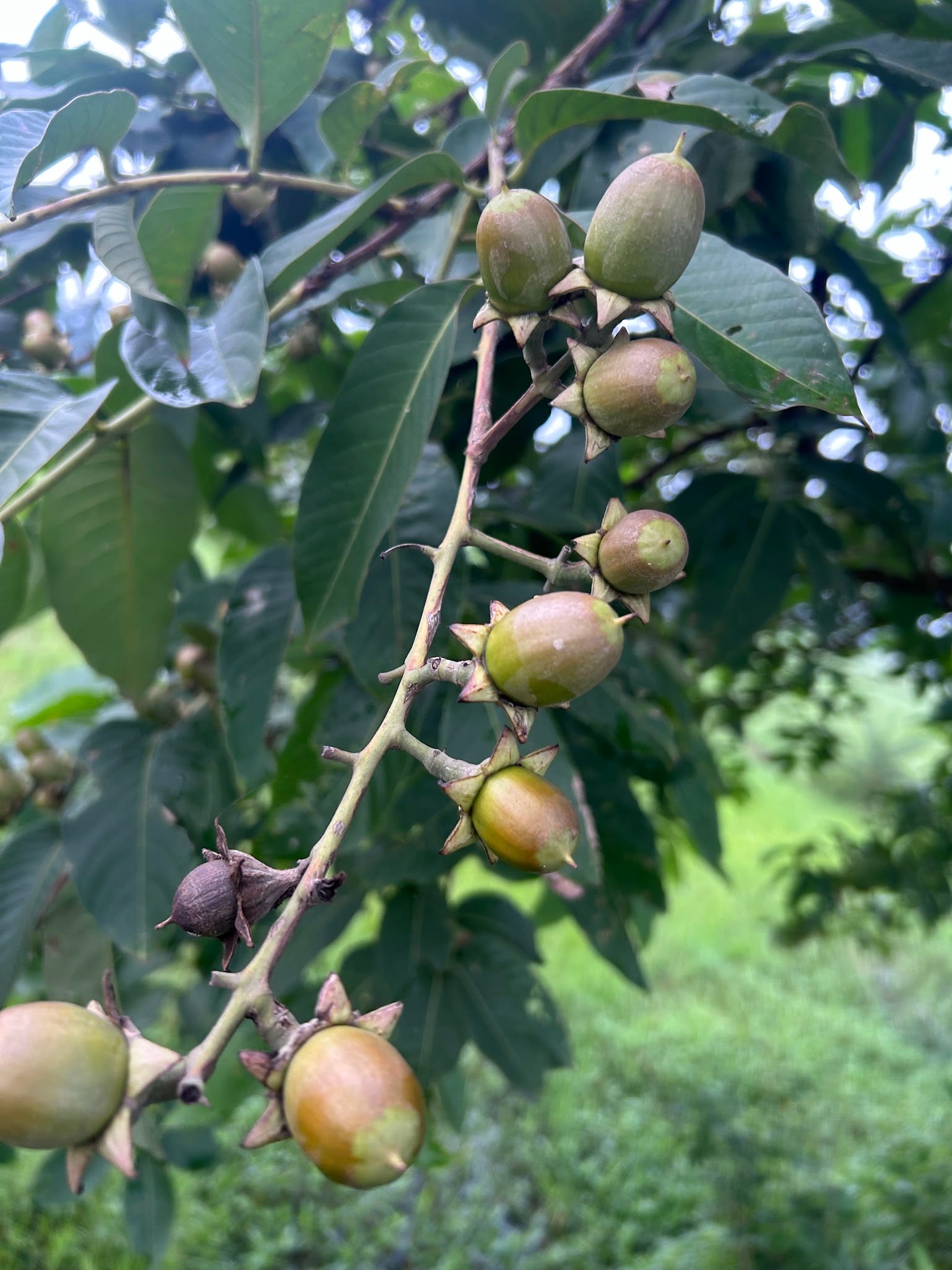 Seed pods of Queen's Crape Myrtle