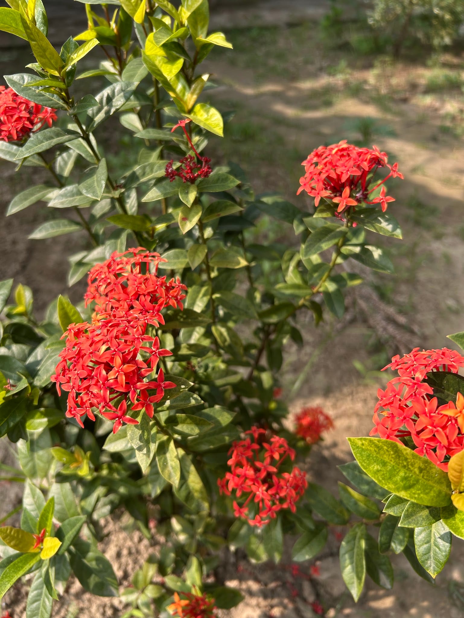 Ixora plant
