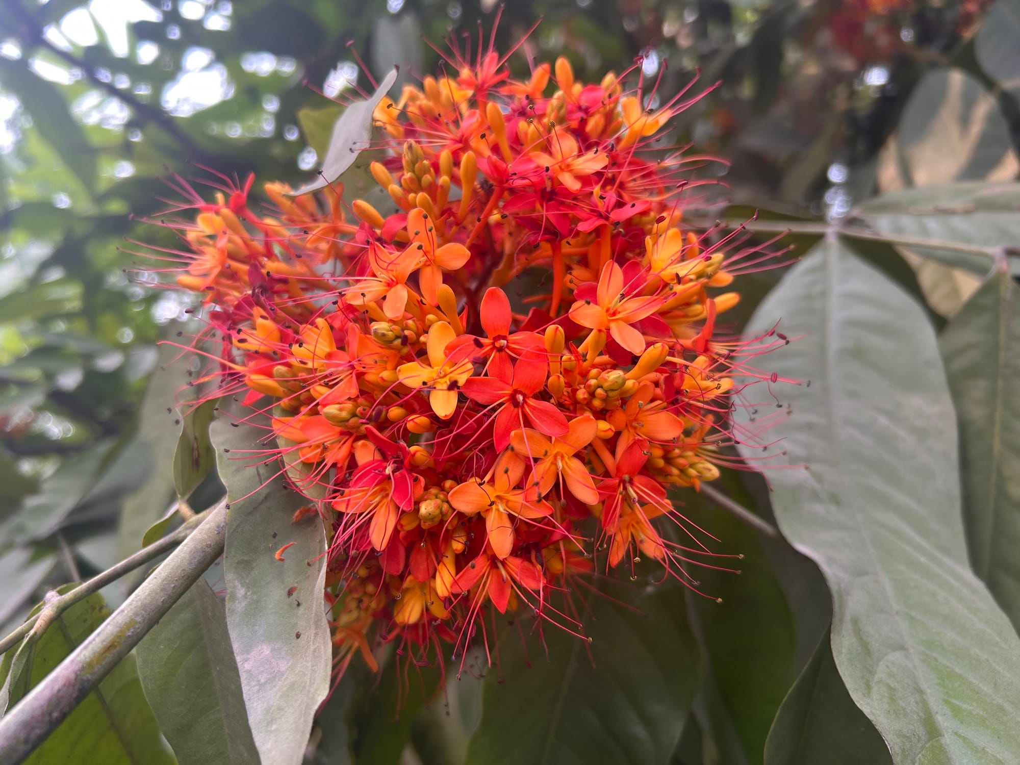 Orange Ixora ( Ixora ashoka)