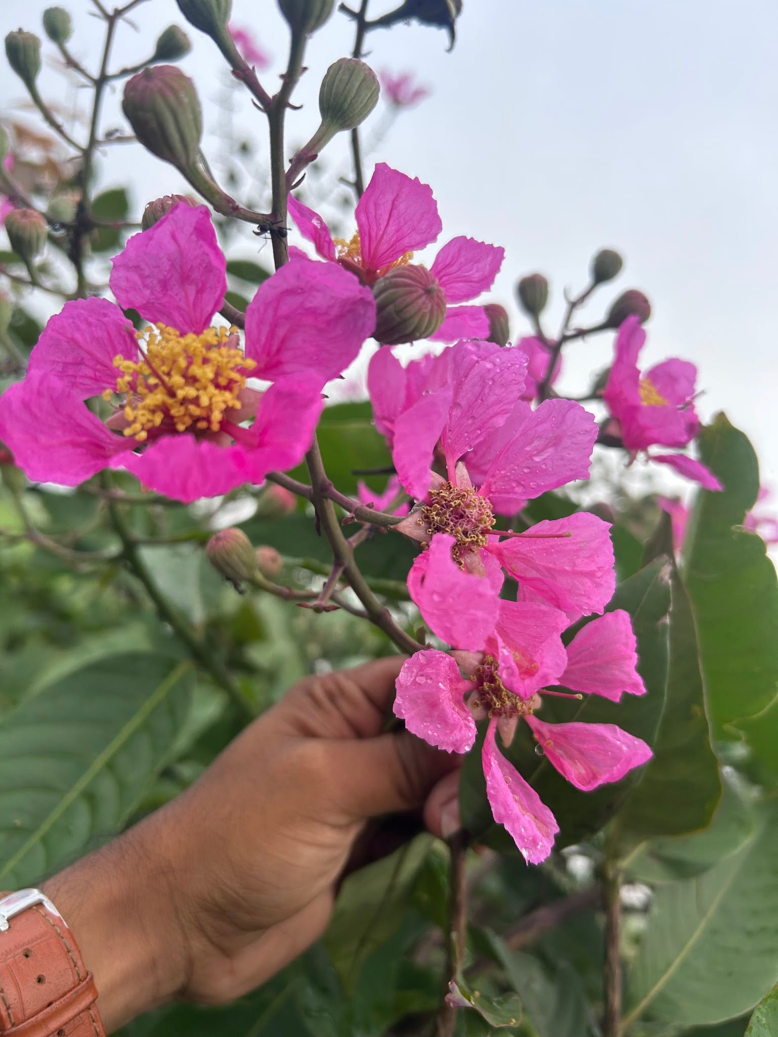 Queen Crape Myrtle