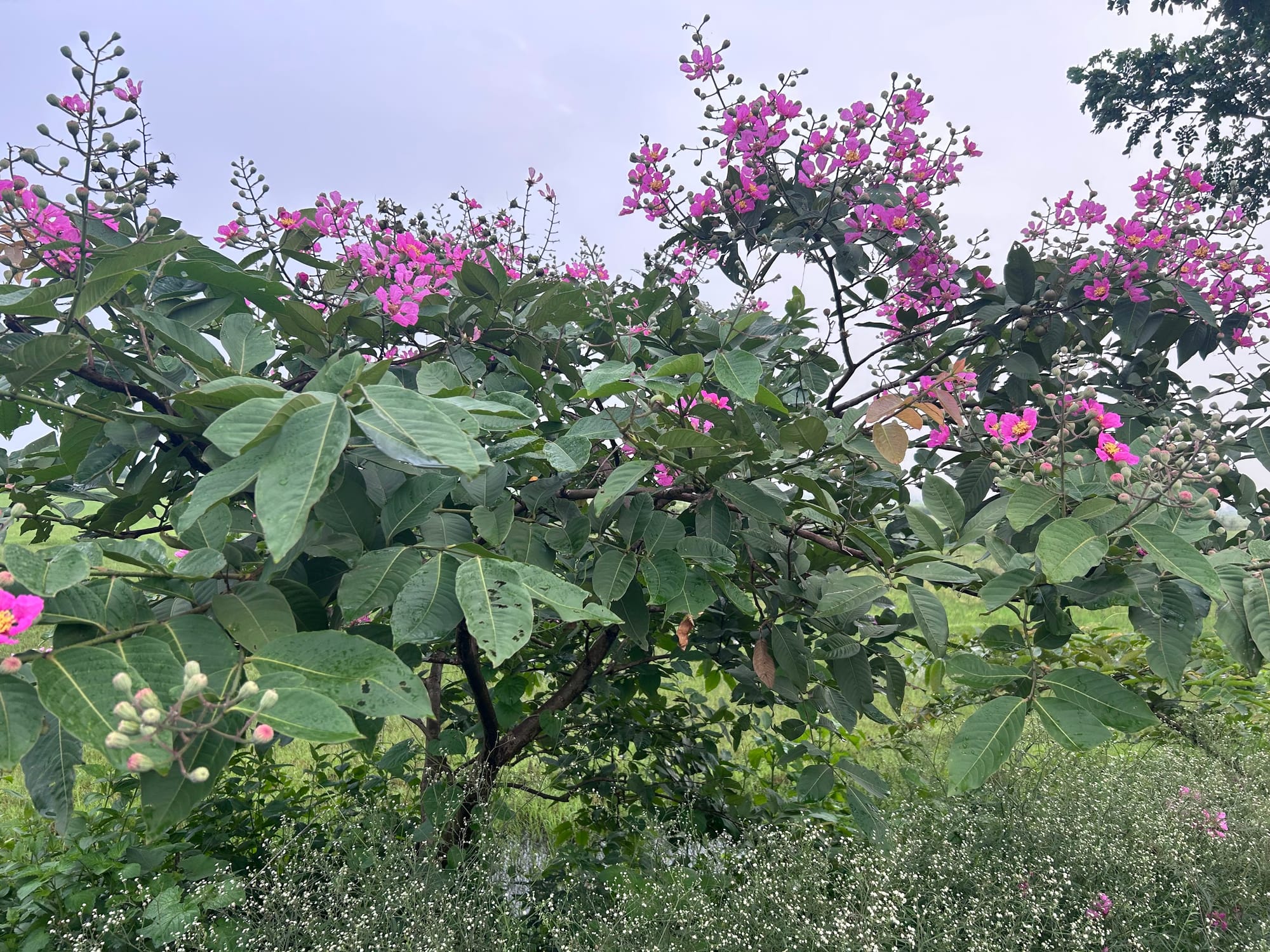 Queen's Crape Myrtle Tree