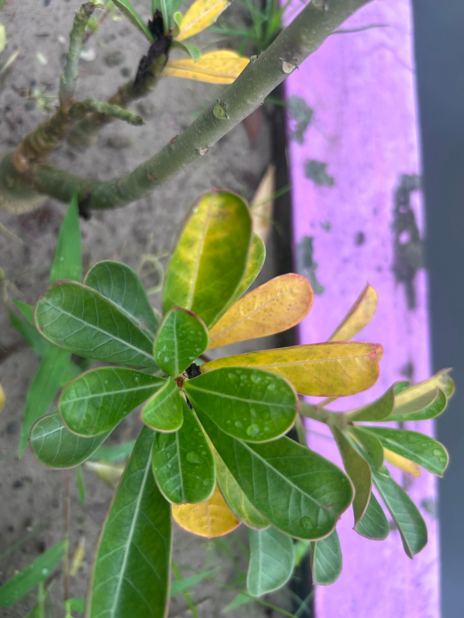 Yellow leaves on desert rose