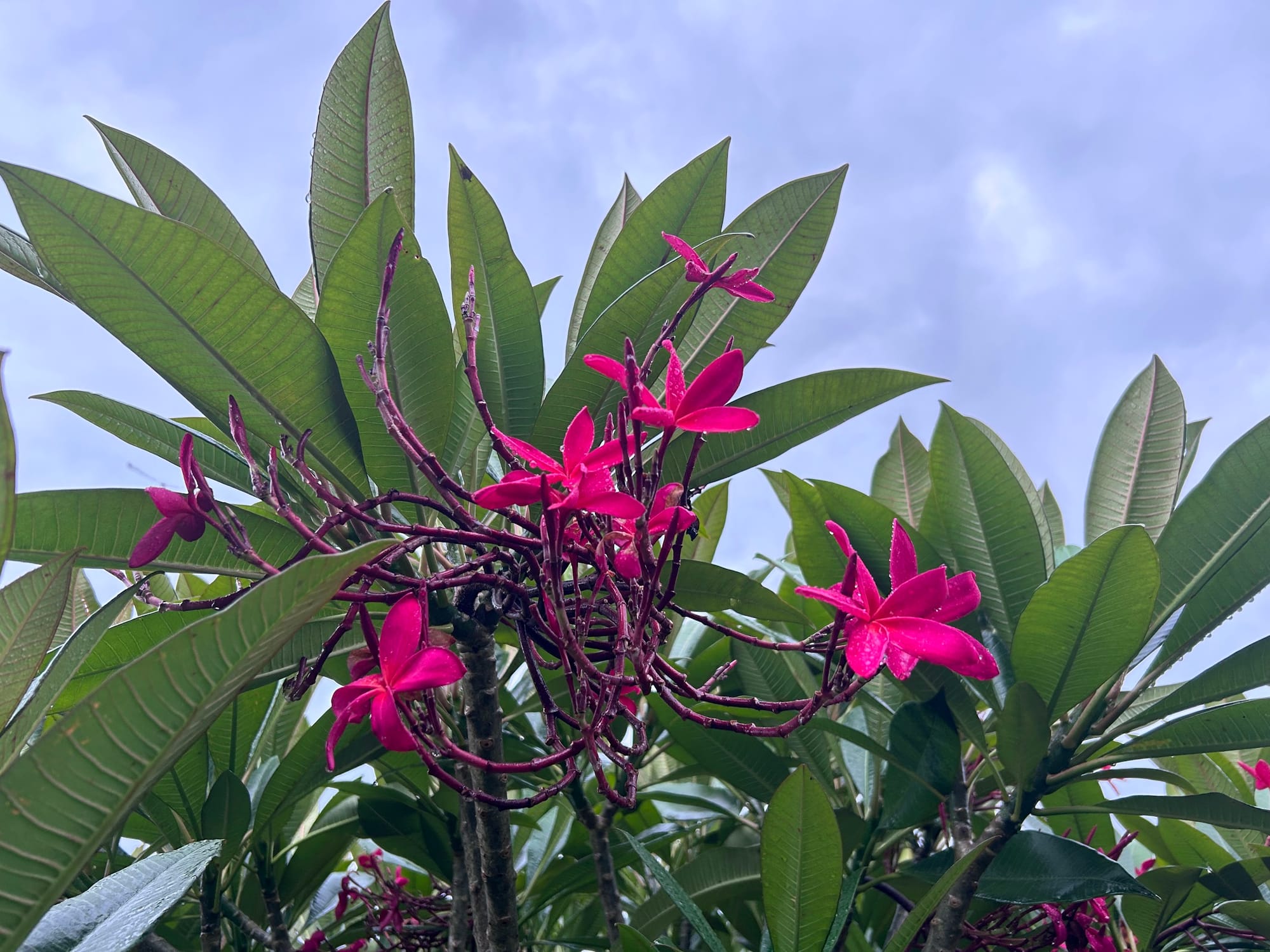 Red Plumeria