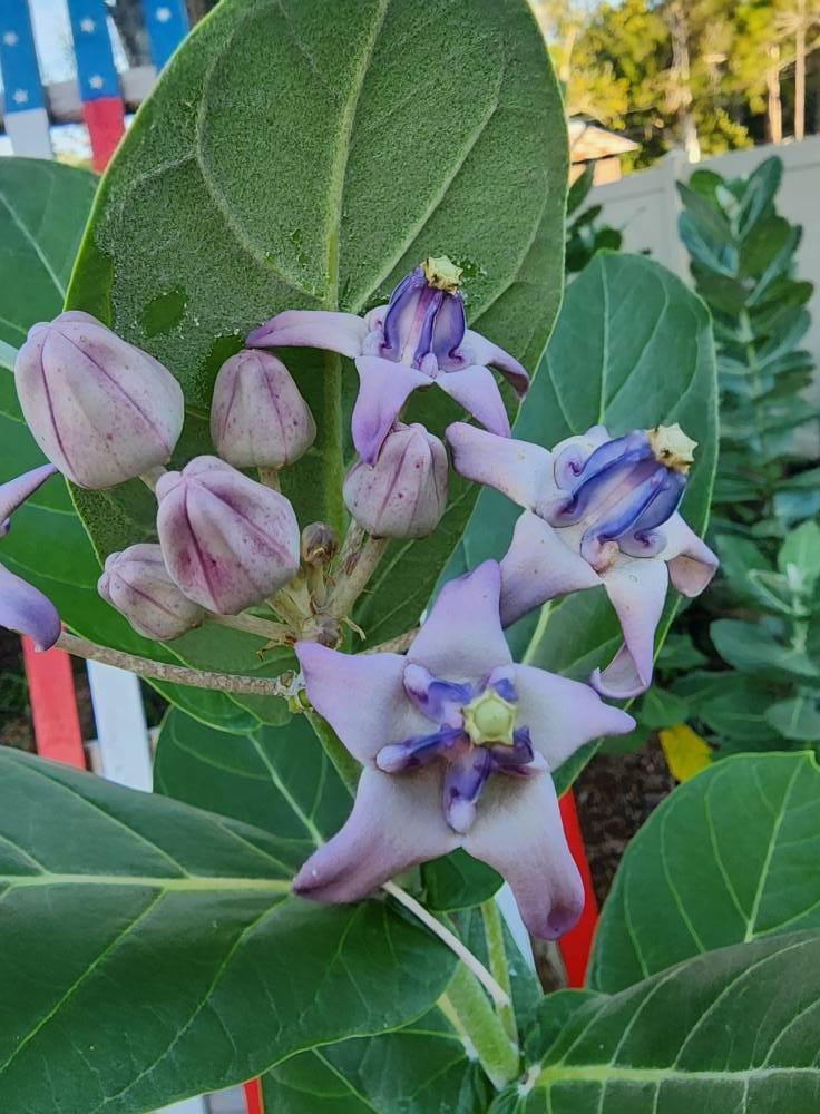Blue Giant Milkweed