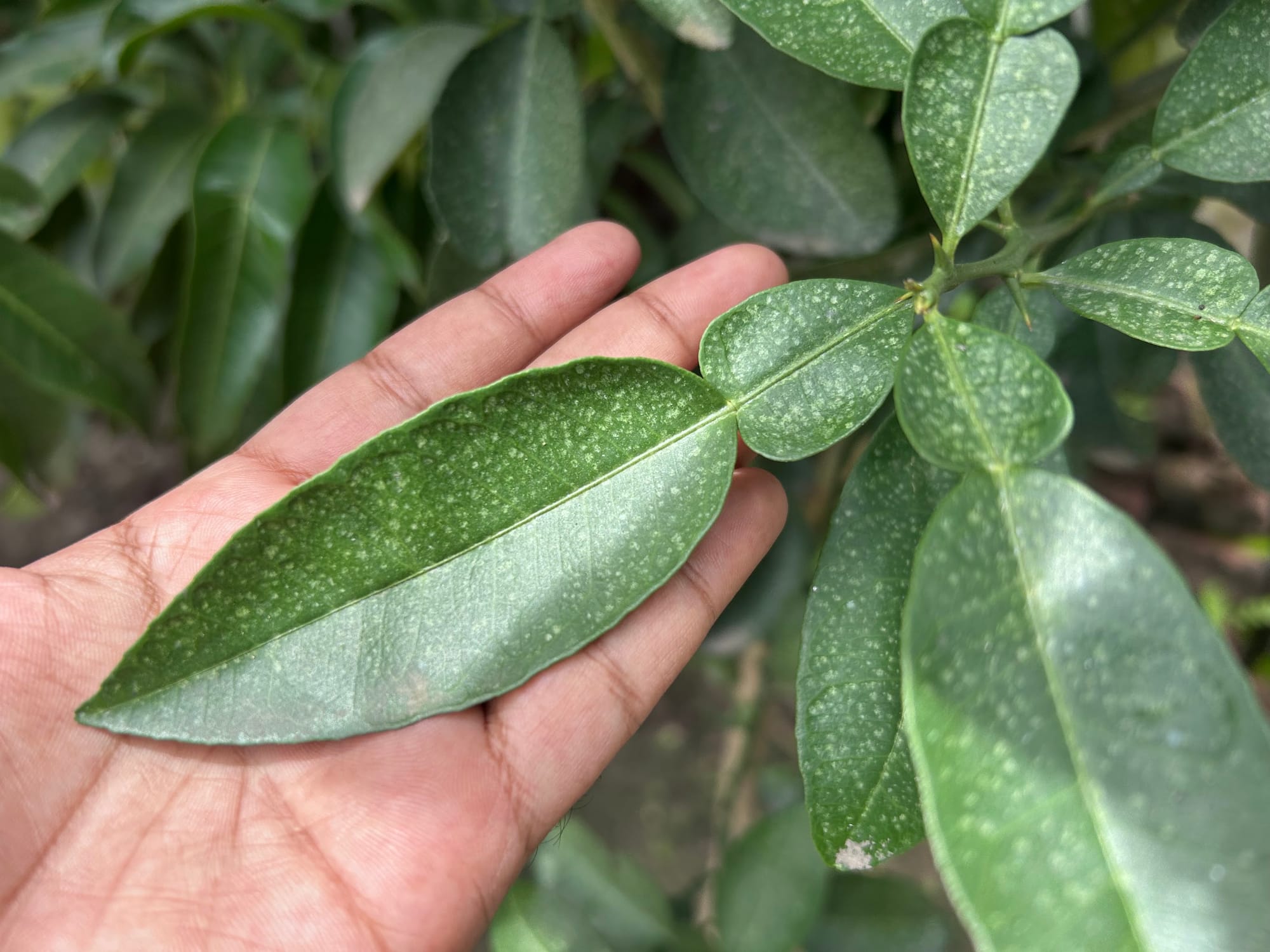 Spider mites on citrus leaves