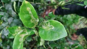 White line on citrus leaves