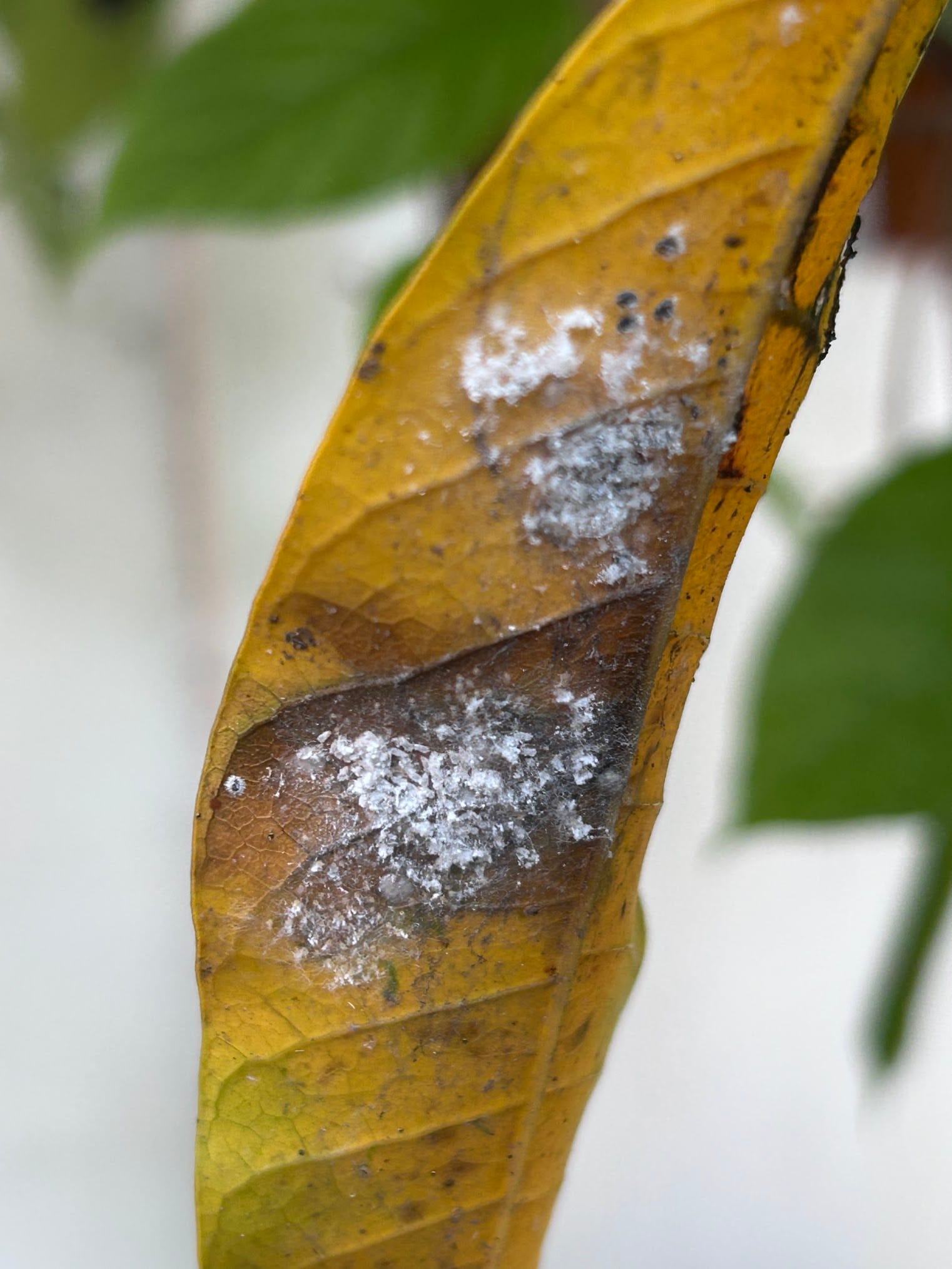 White scale on mango leaf