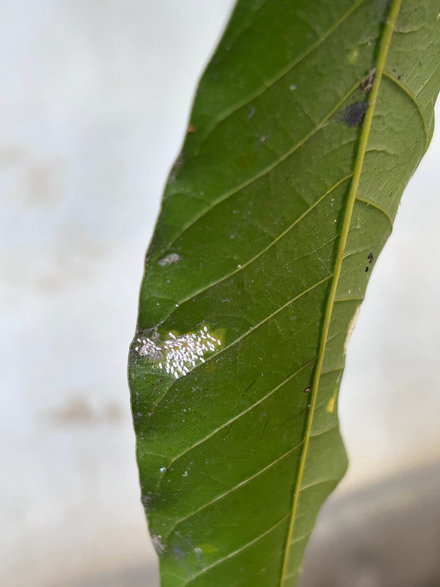 White spot on mango leaf - White scale
