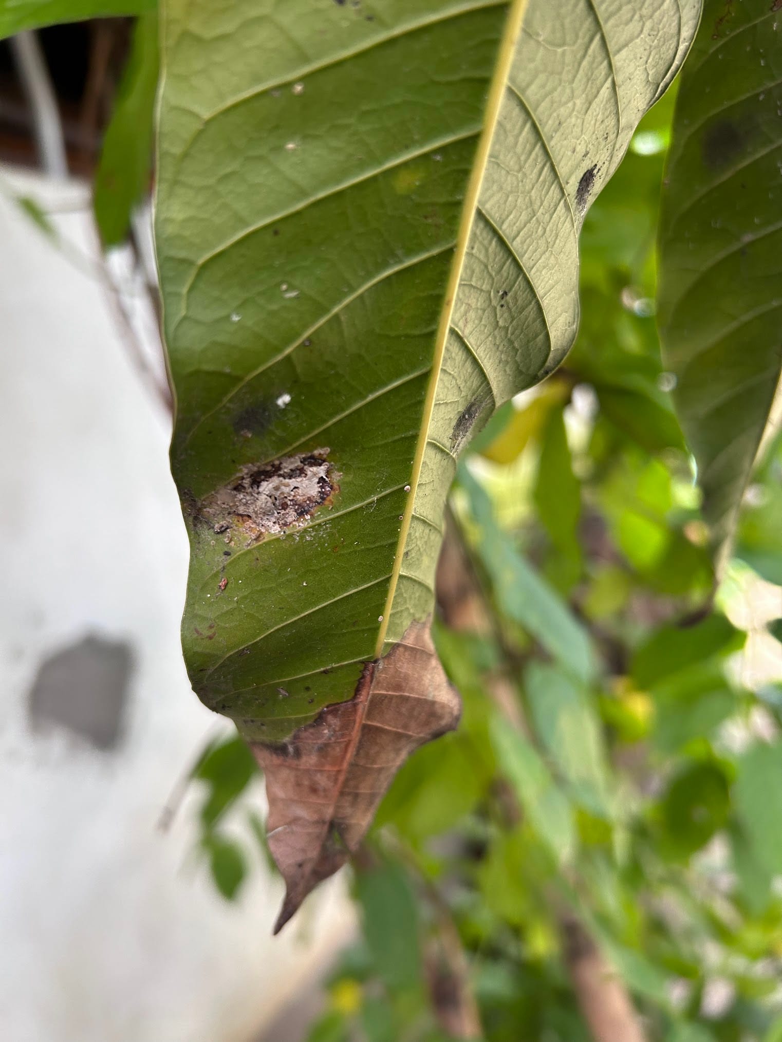 Untreated scale-infested mango leaf