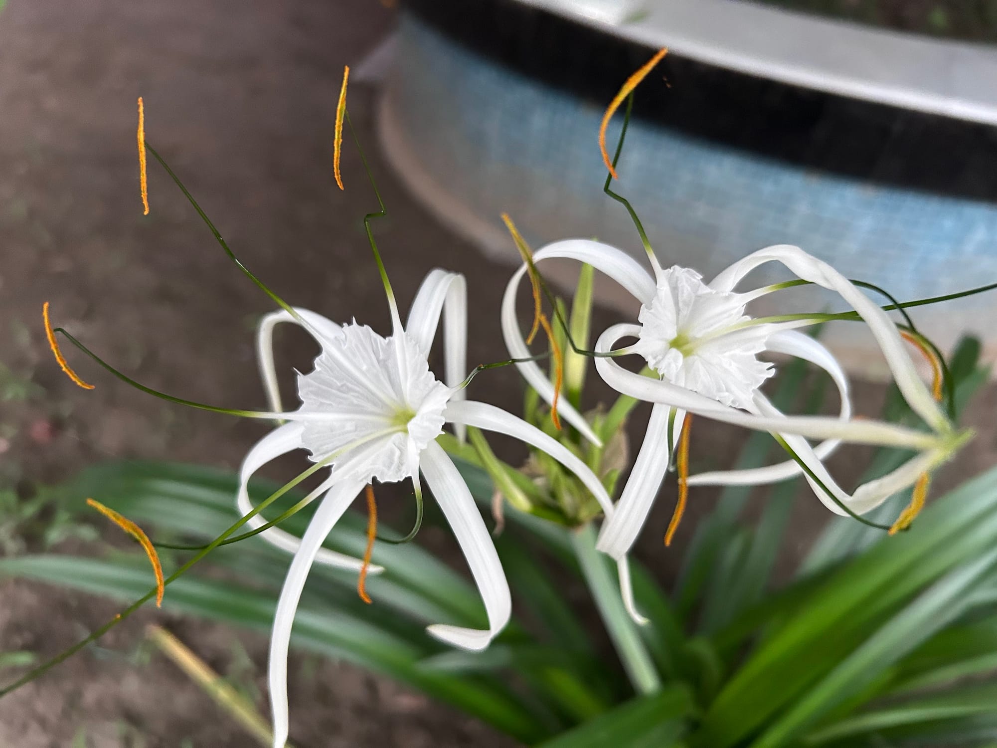 Spider lily in Florida
