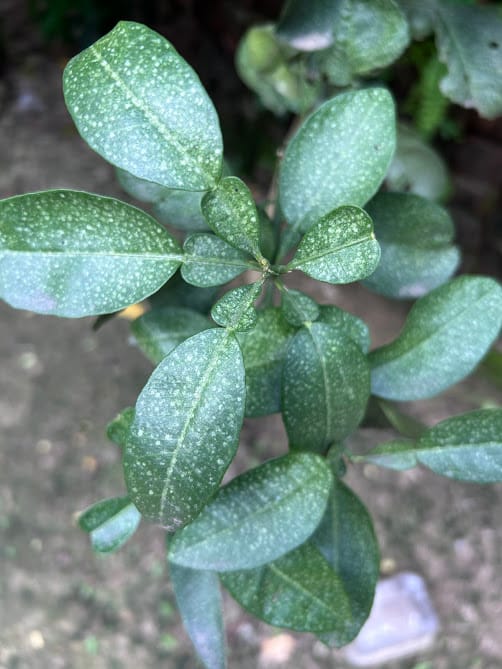 White Spots on Citrus Leaves