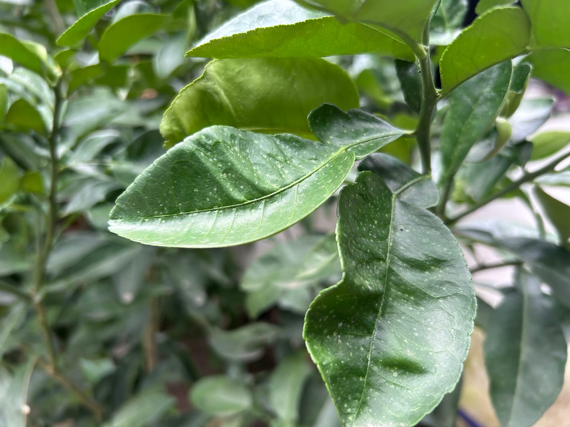 White spots on citrus leaf