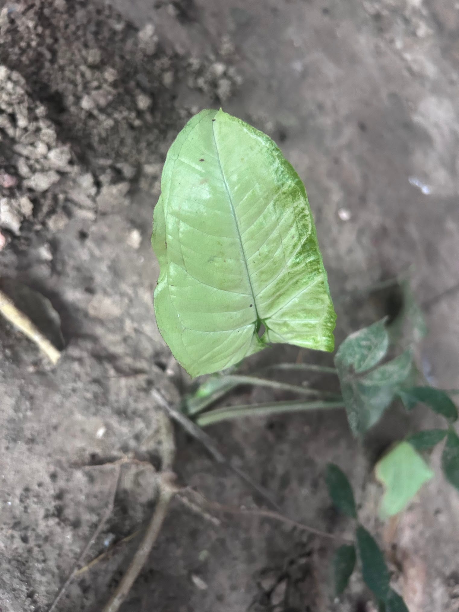 arrowhead plant turning pale green