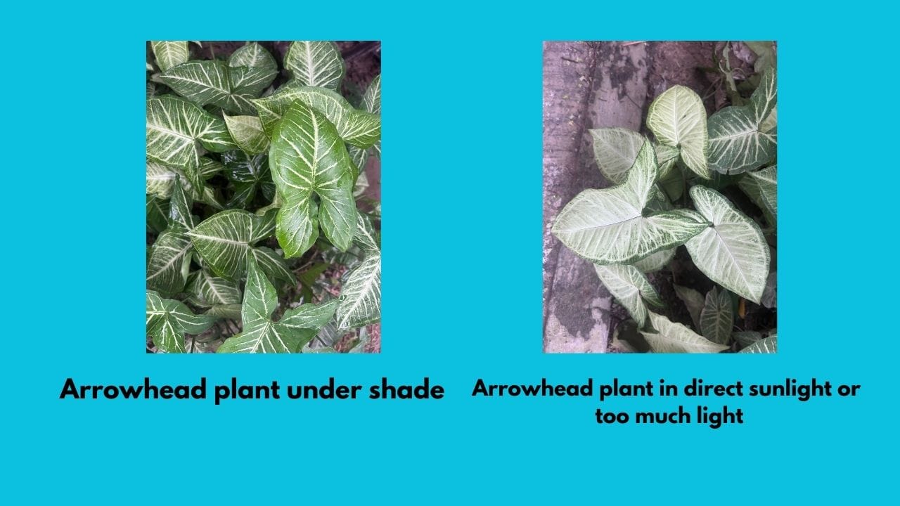 Arrowhead plant turning white or pale
