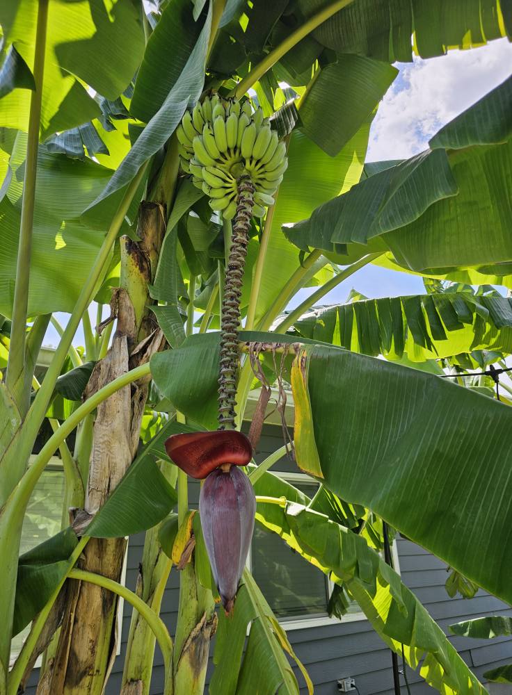 Best Fertilizer for Banana Plants in Florida: Boost Growth Fast