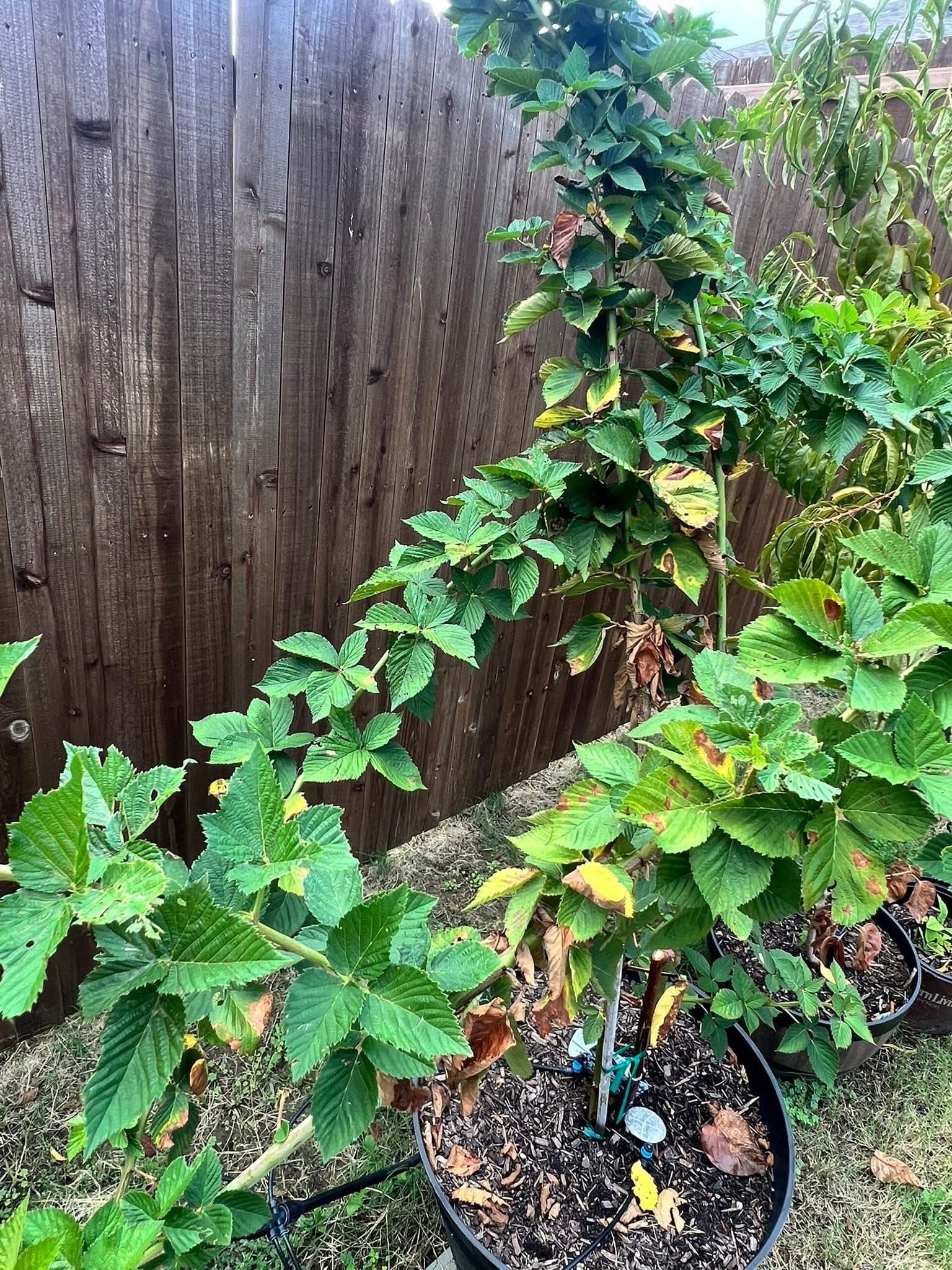 Blackberry leaf