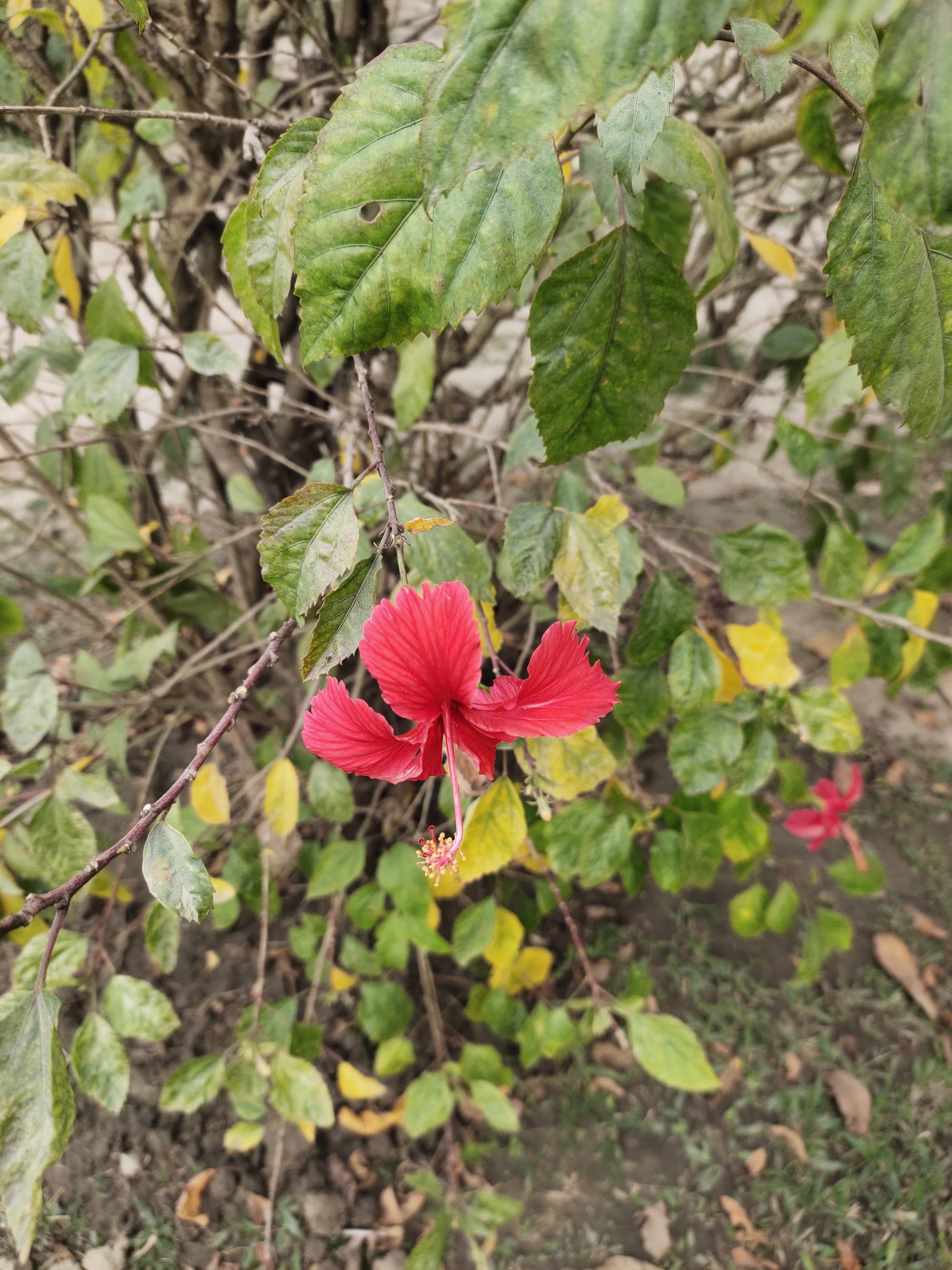 Winter Care for Hibiscus