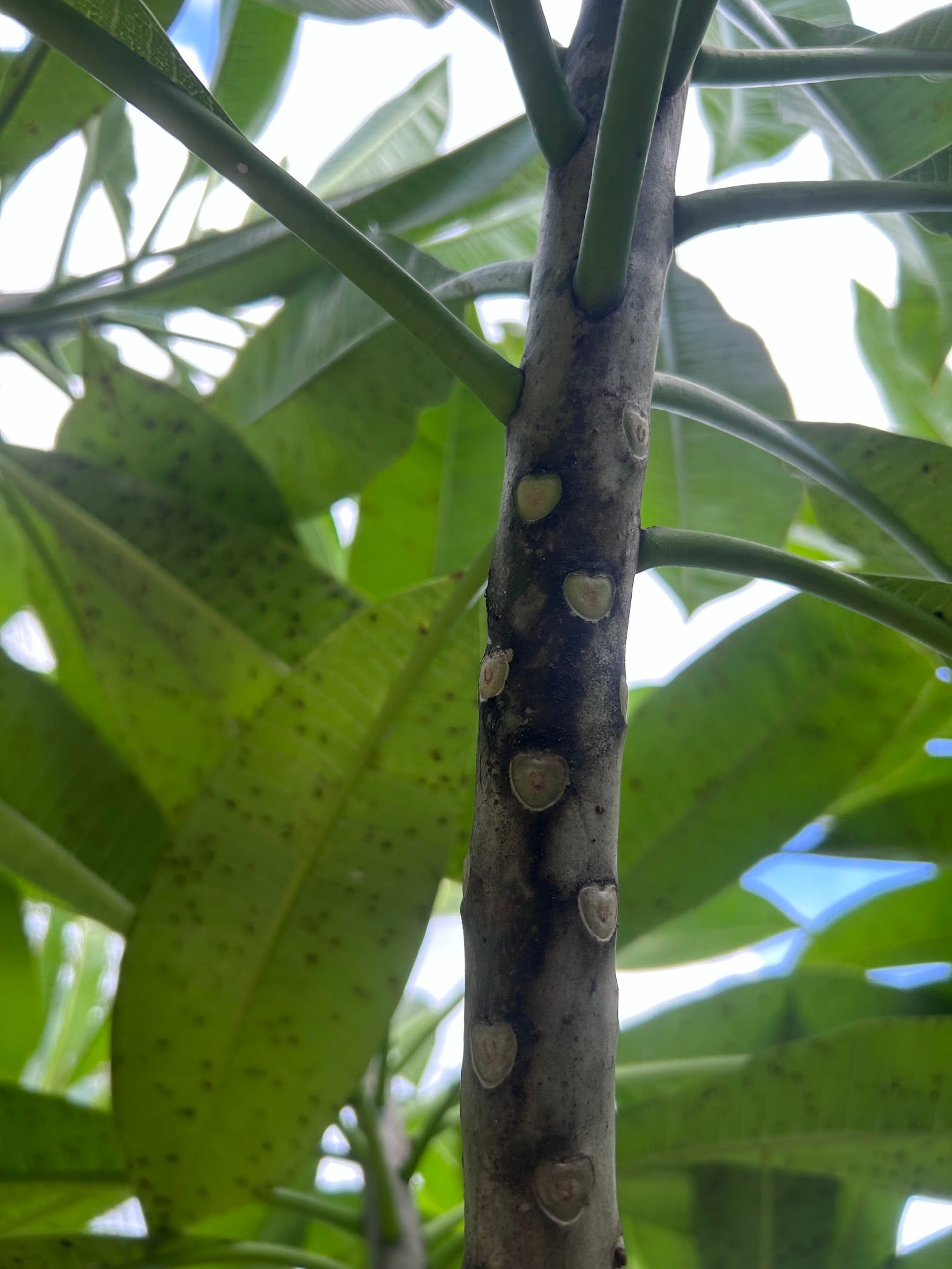 Black coating on Plumeria stem