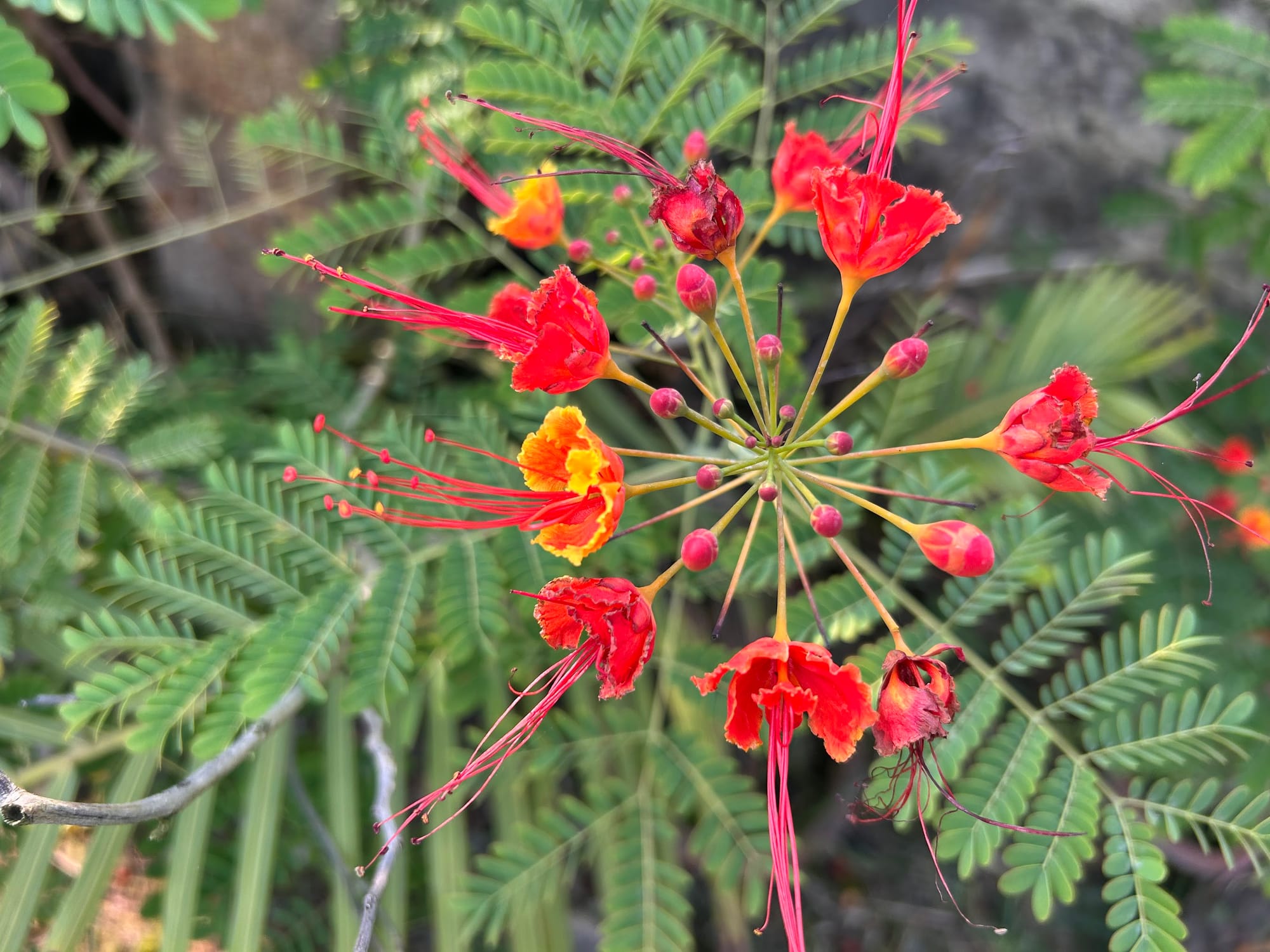 Pride of Barbados in Florida
