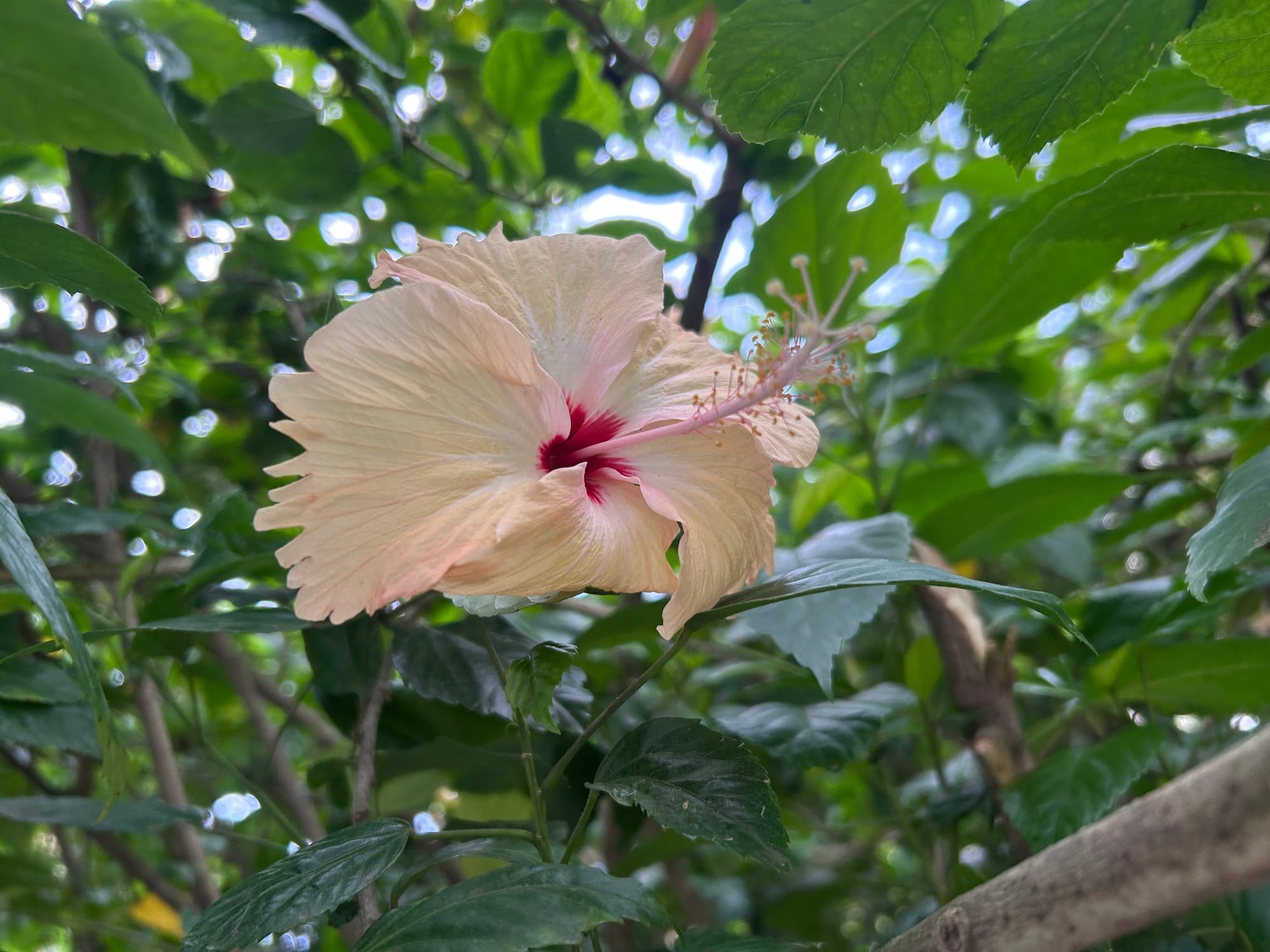 Winter Care for Hibiscus