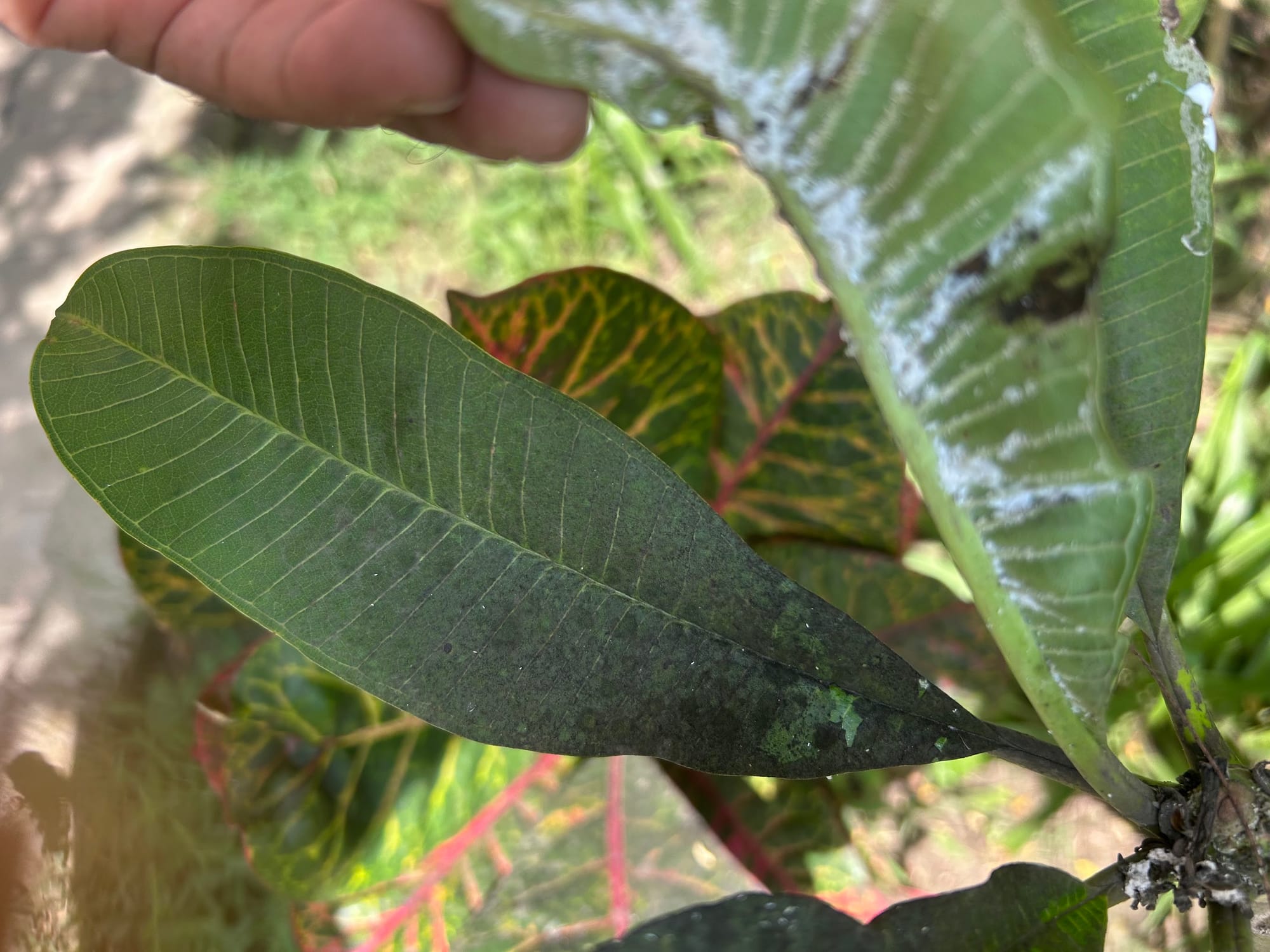Sooty mold (black fungus) on plumeria leaves