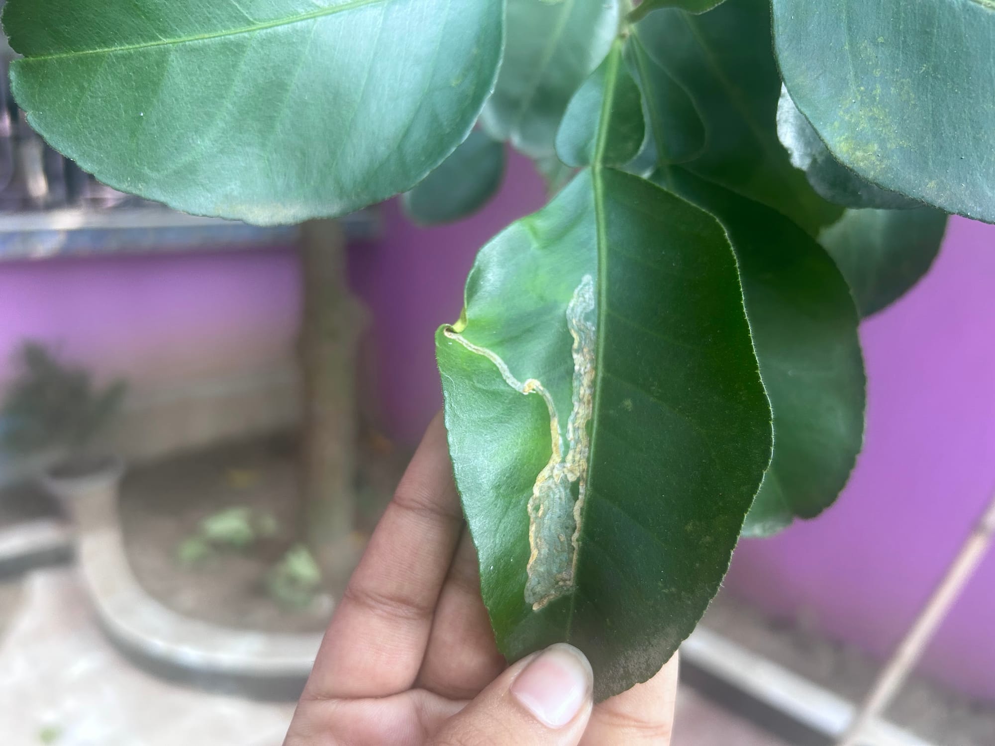 Leafminer on citrus