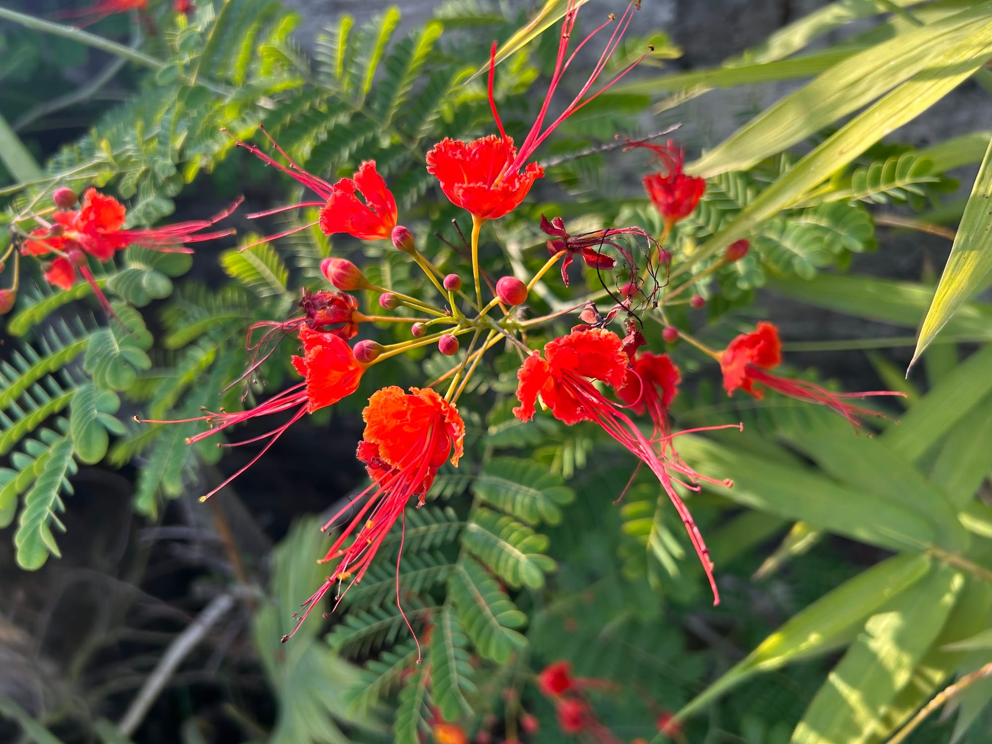 How to Grow Pride of Barbados from Seed