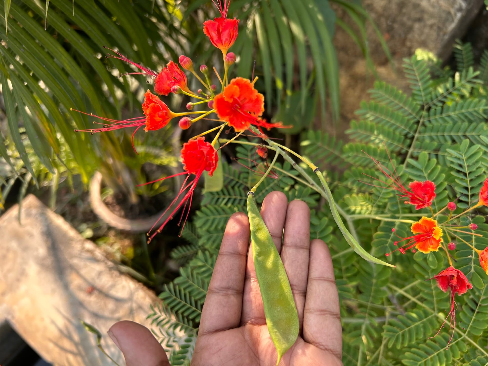Seedpod of Pride of Barbados