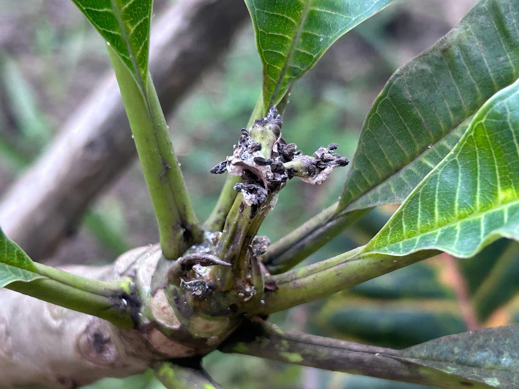 Sooty mold on Plumeria