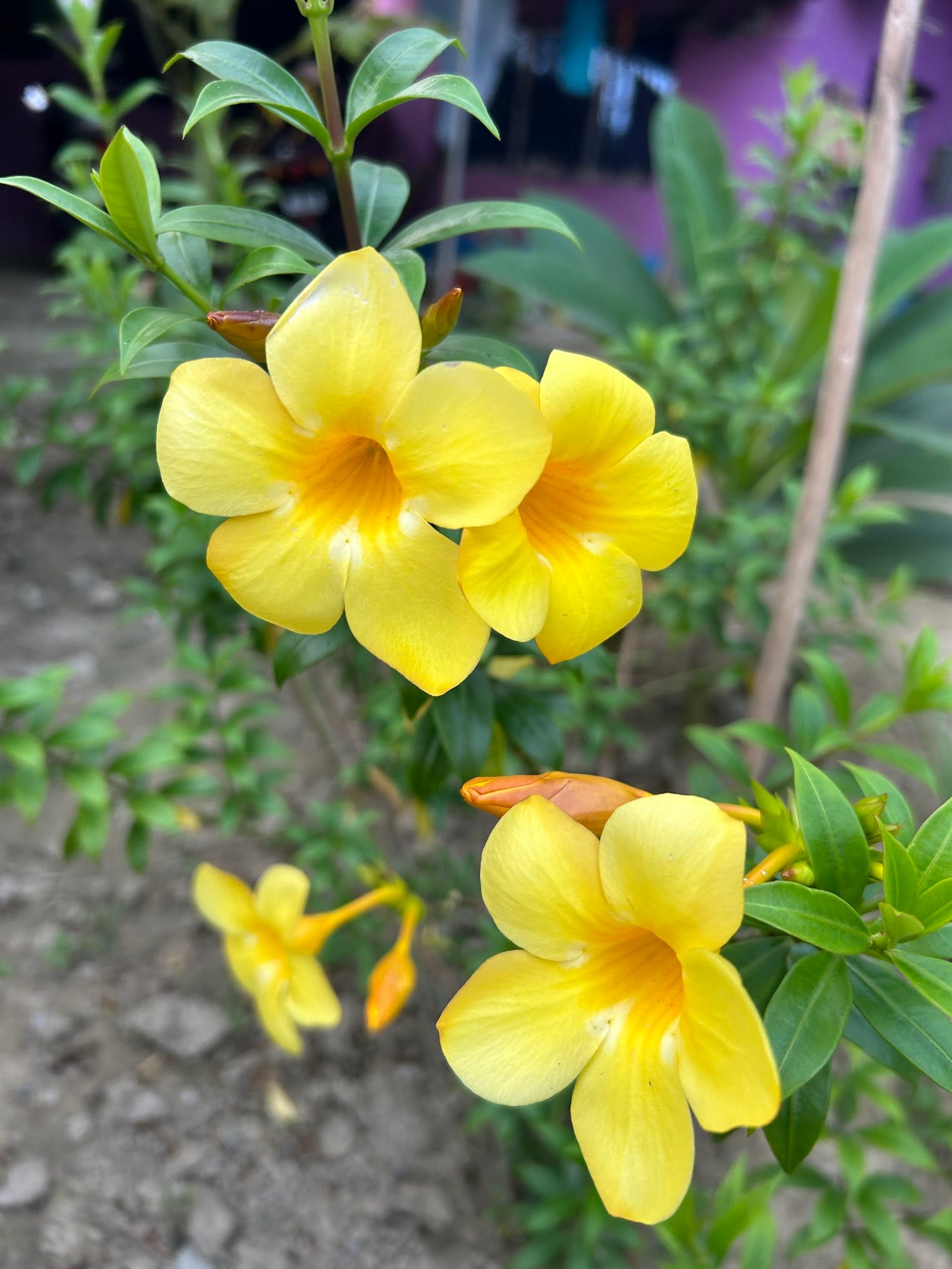 Best Flowering Bushes in Florida
