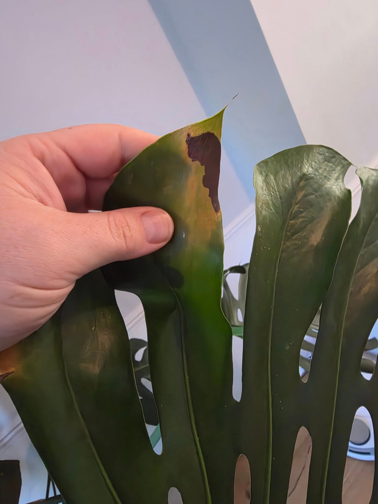 Black spots with yellow edges on Monstera leaf