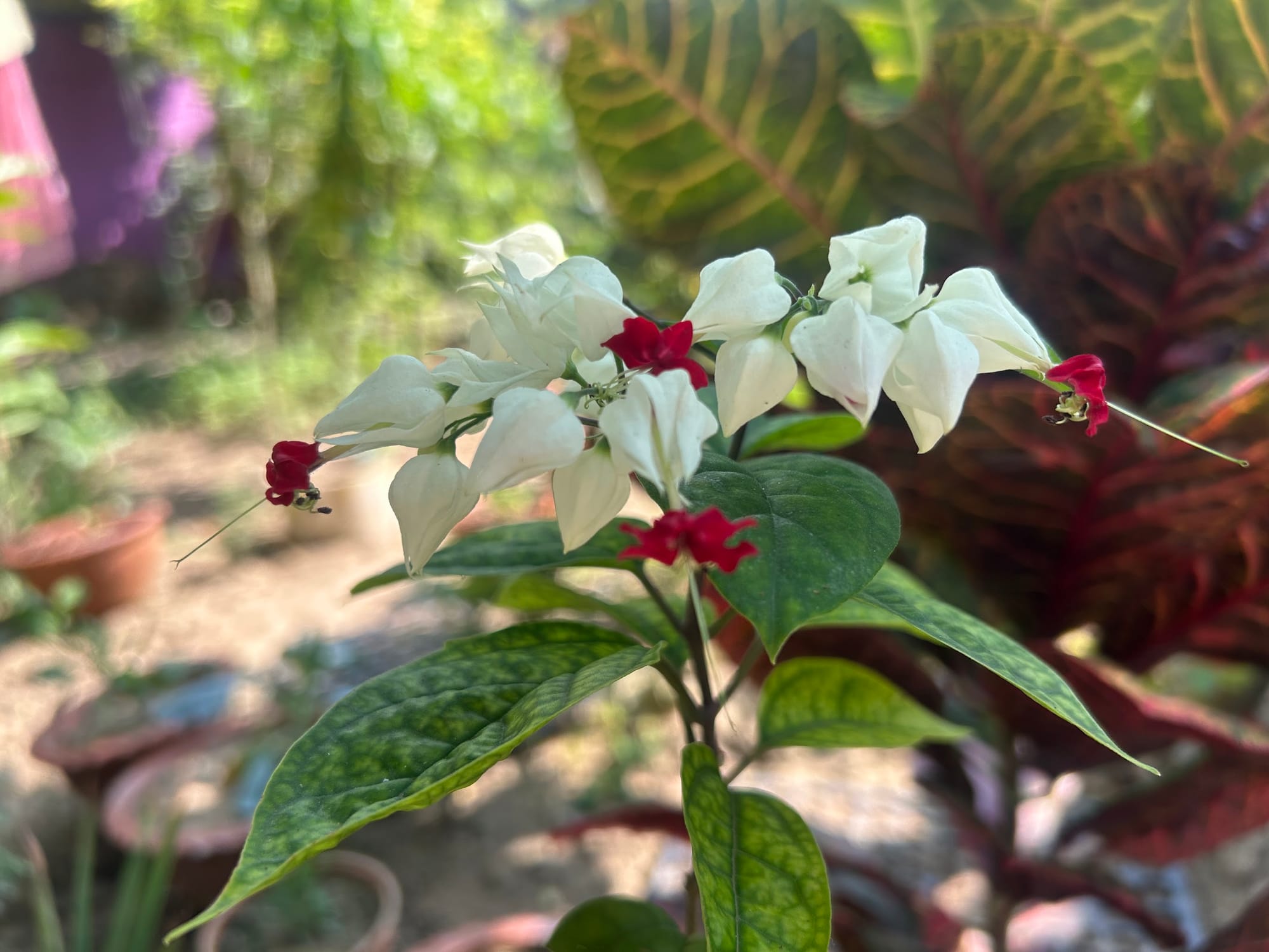 Best Flowering Bushes in Florida