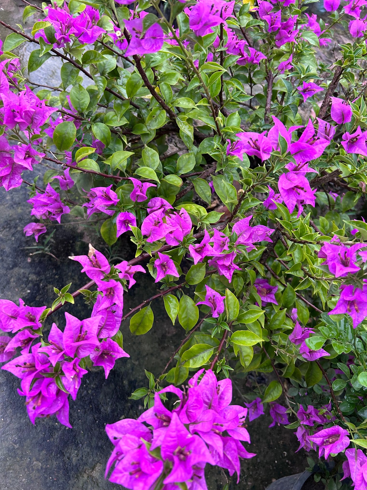 Best Flowering Bushes in Florida