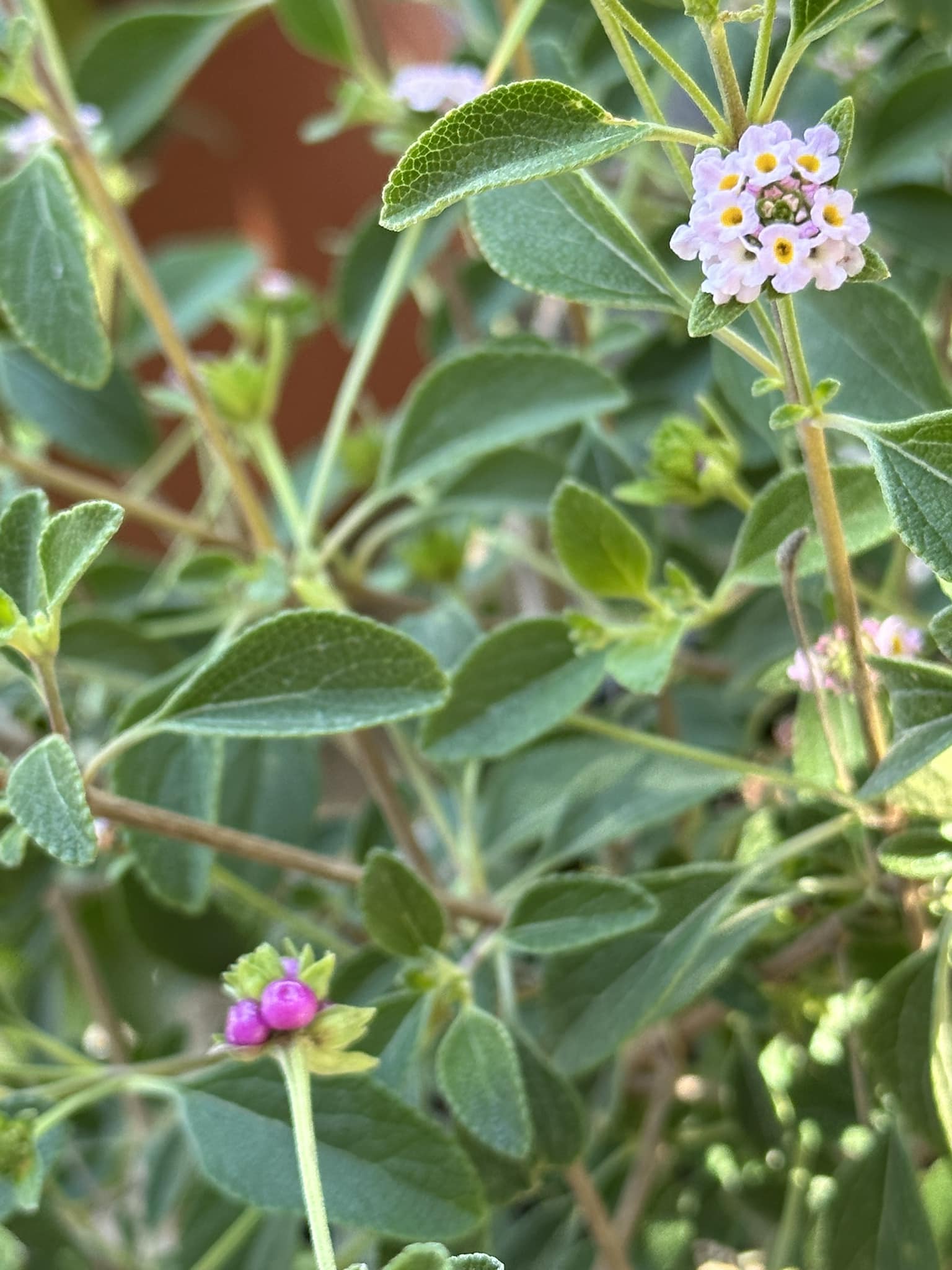 Best Flowering Bushes in Florida