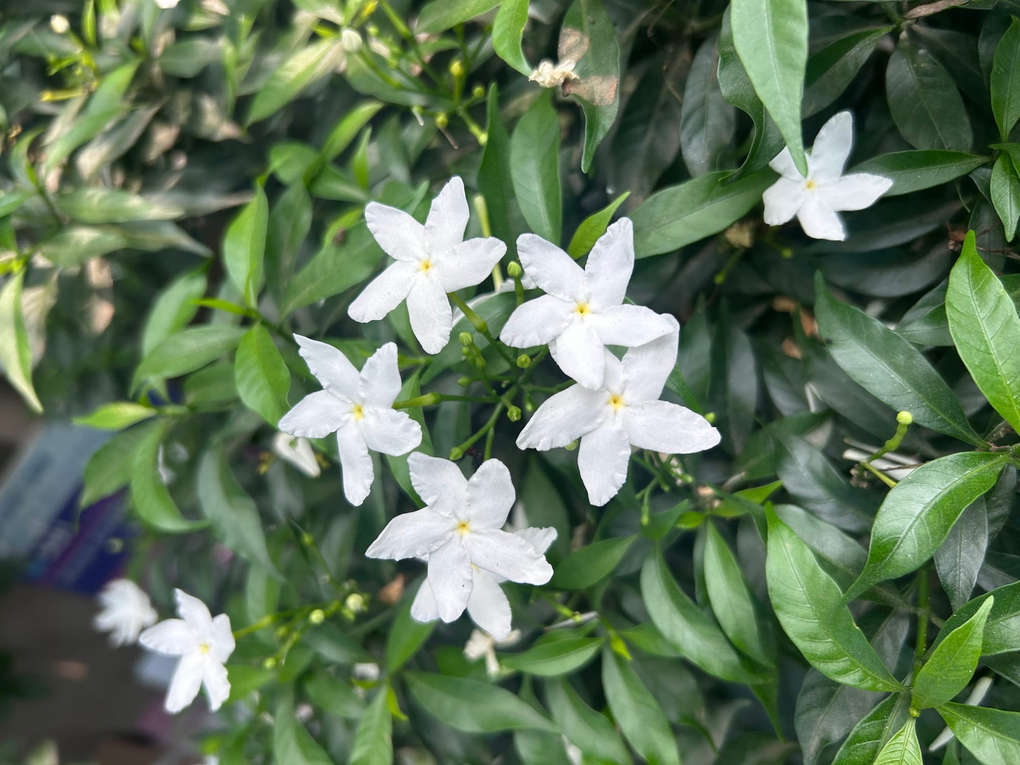 Best Flowering Bushes in Florida