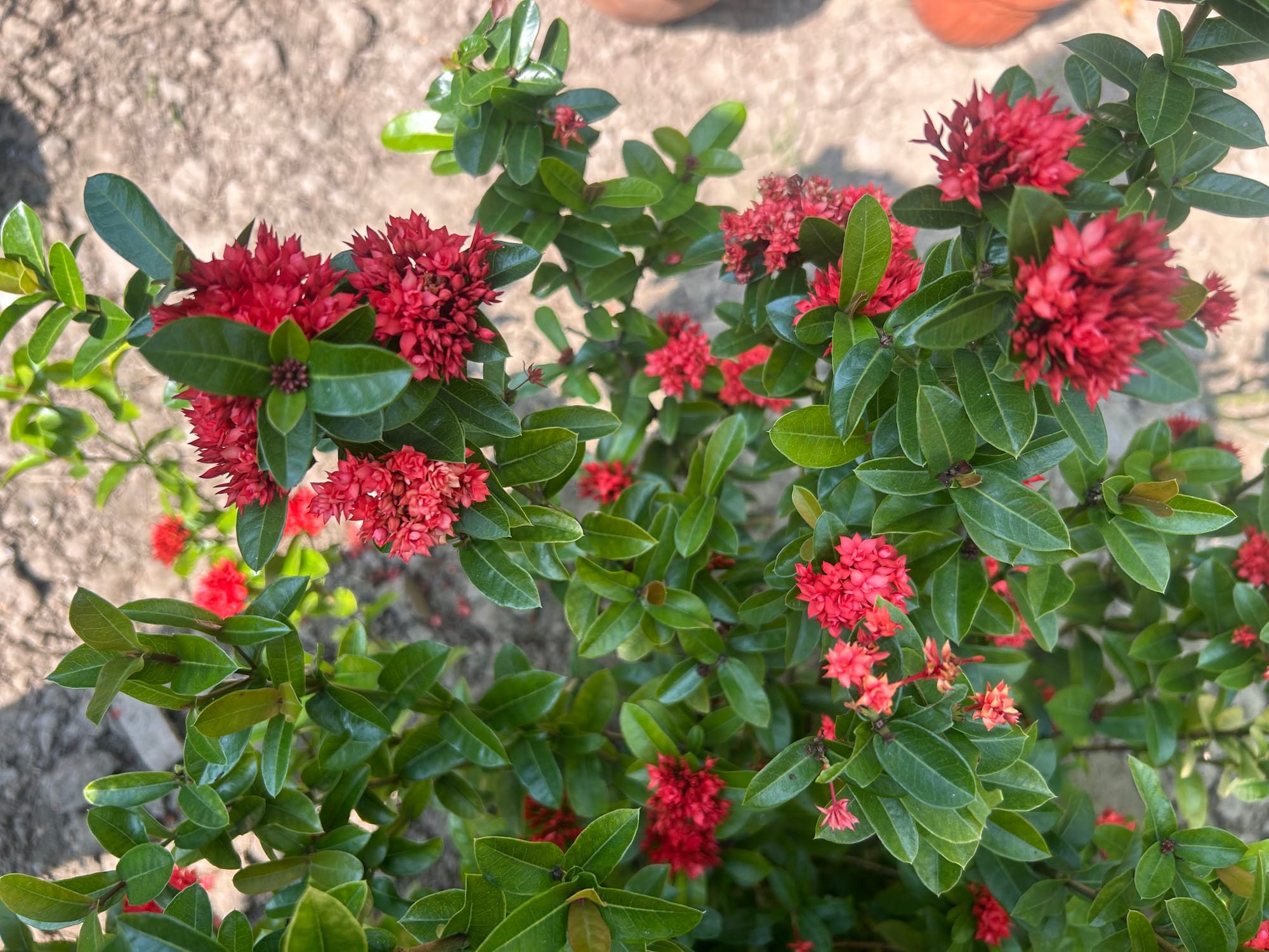 Best Flowering Bushes in Florida