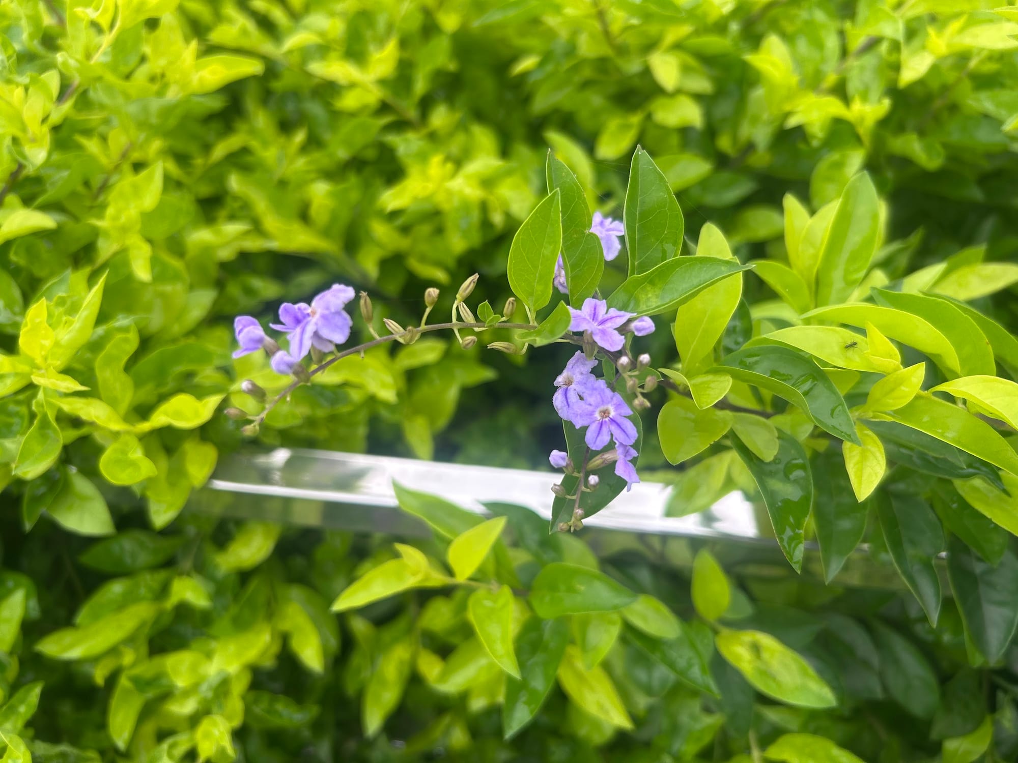 Best Flowering Bushes in Florida