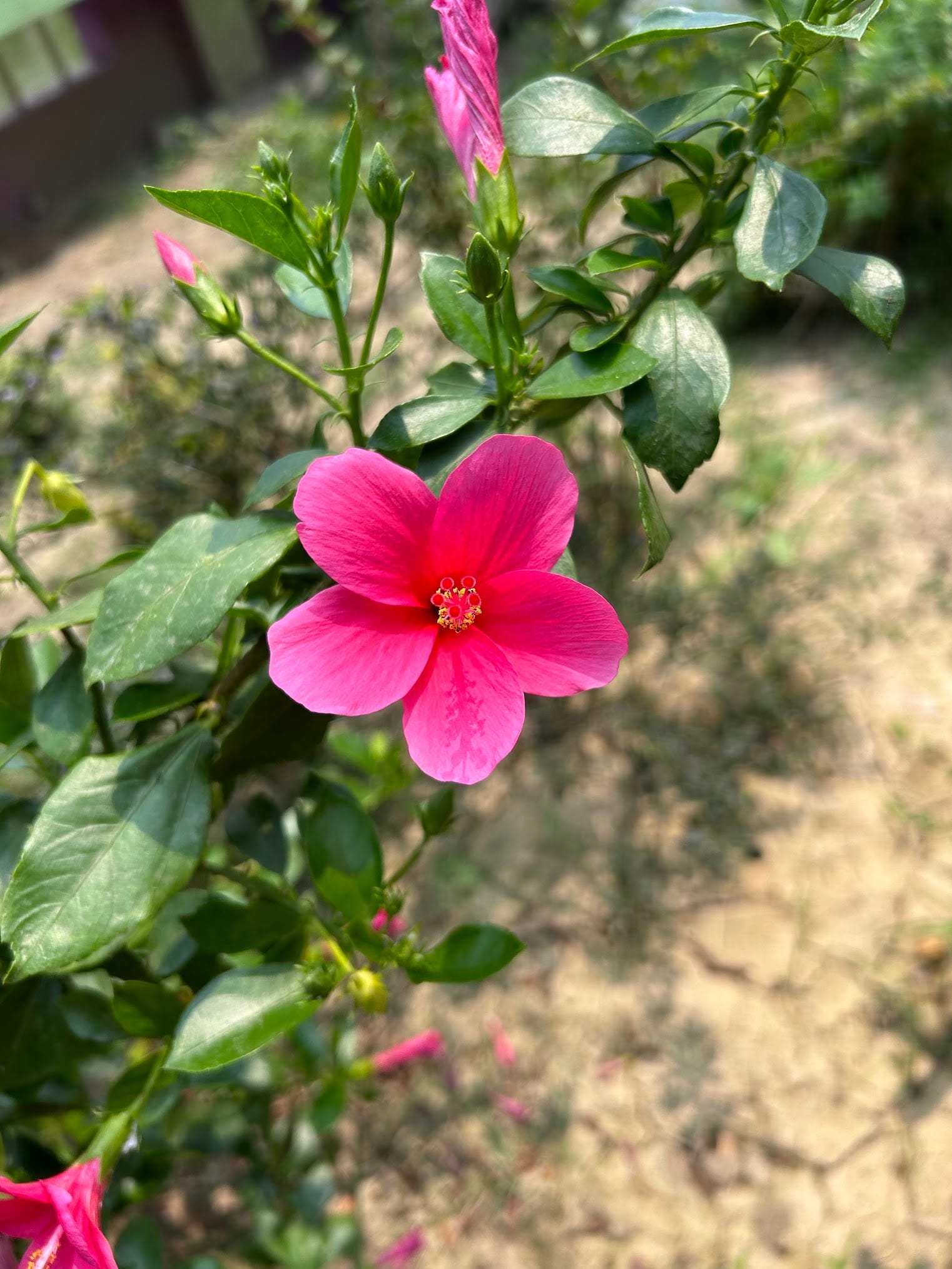 Best Flowering Bushes in Florida