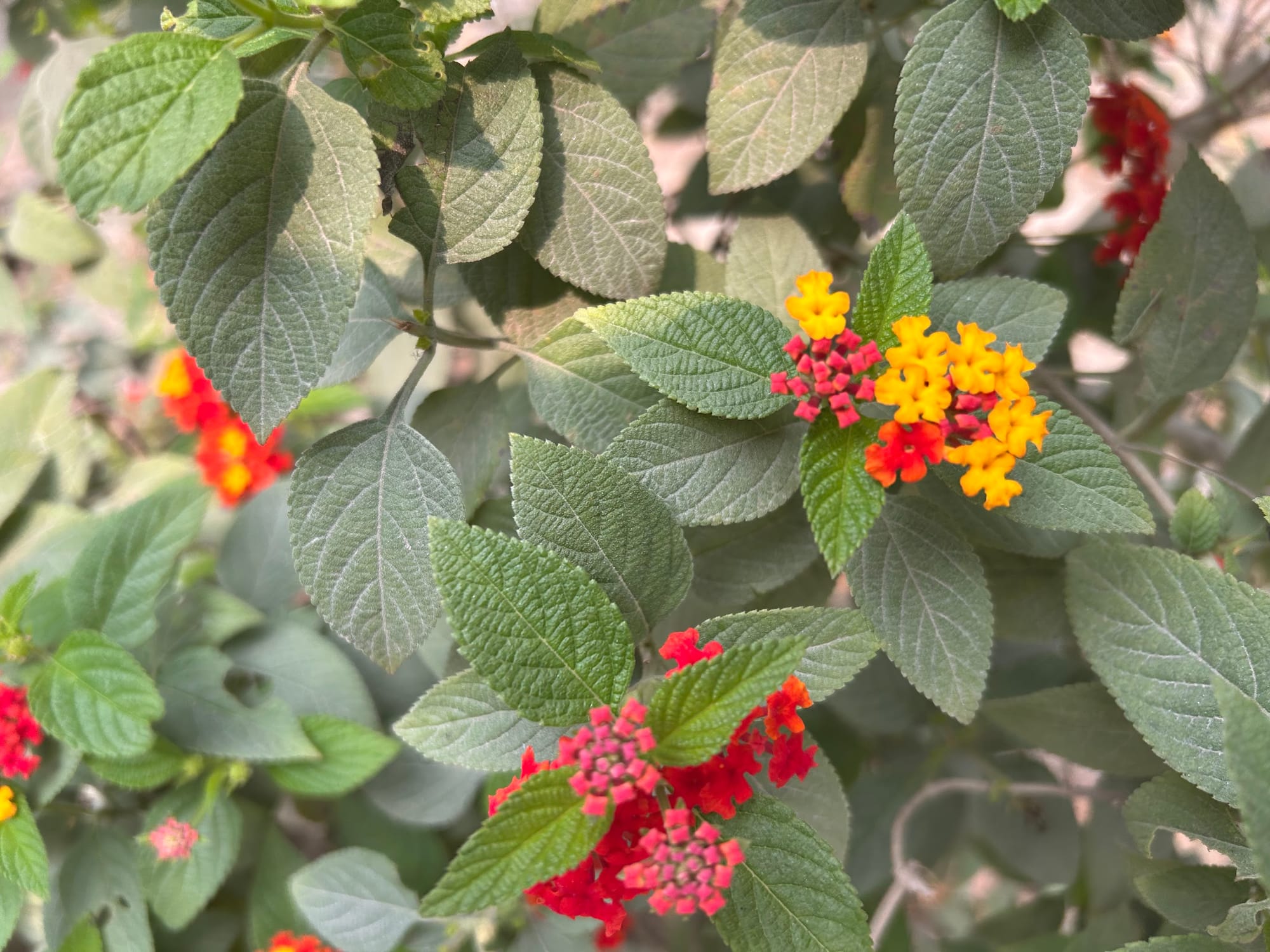 Best Flowering Bushes in Florida