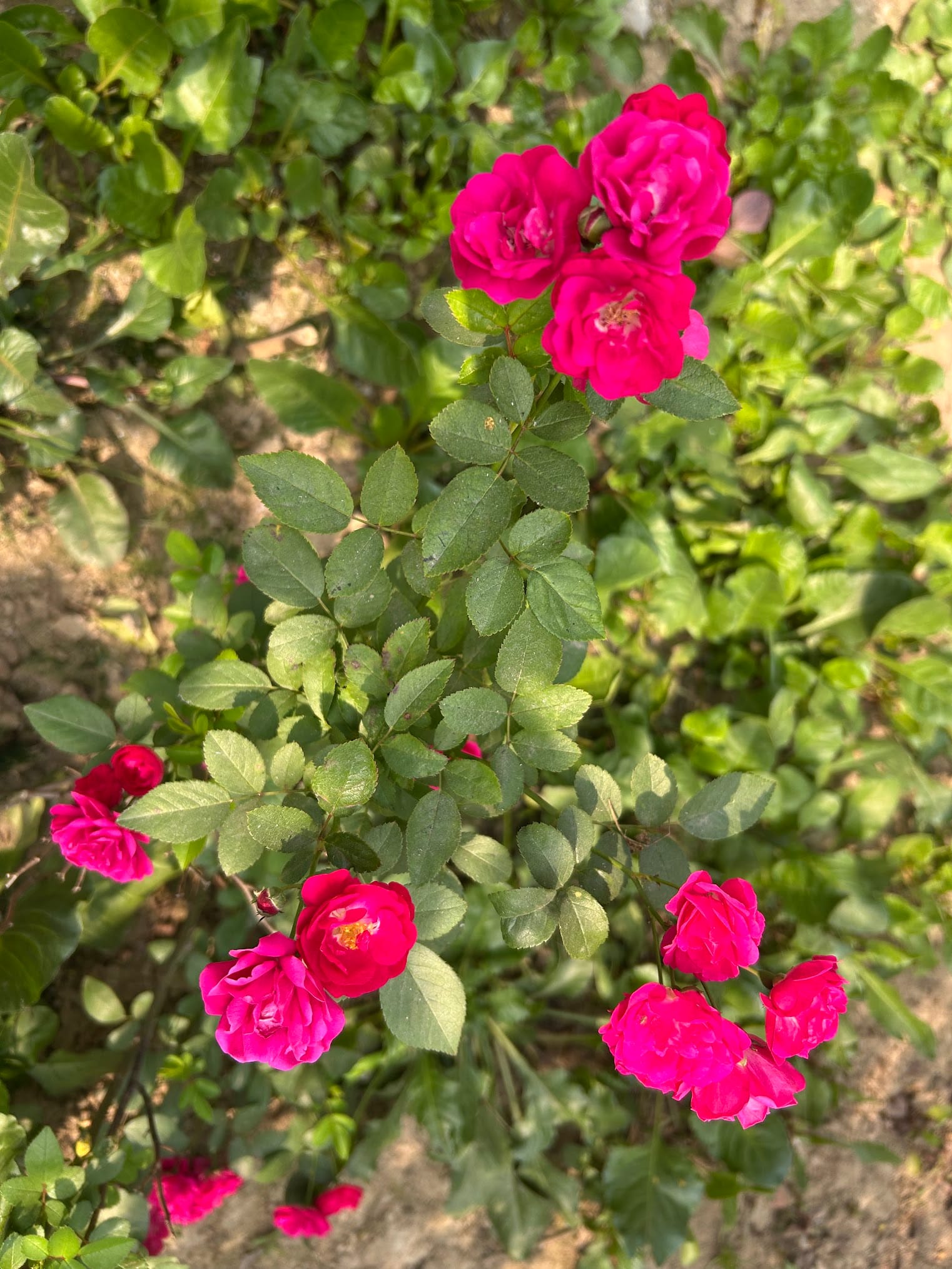 Best Flowering Bushes in Florida