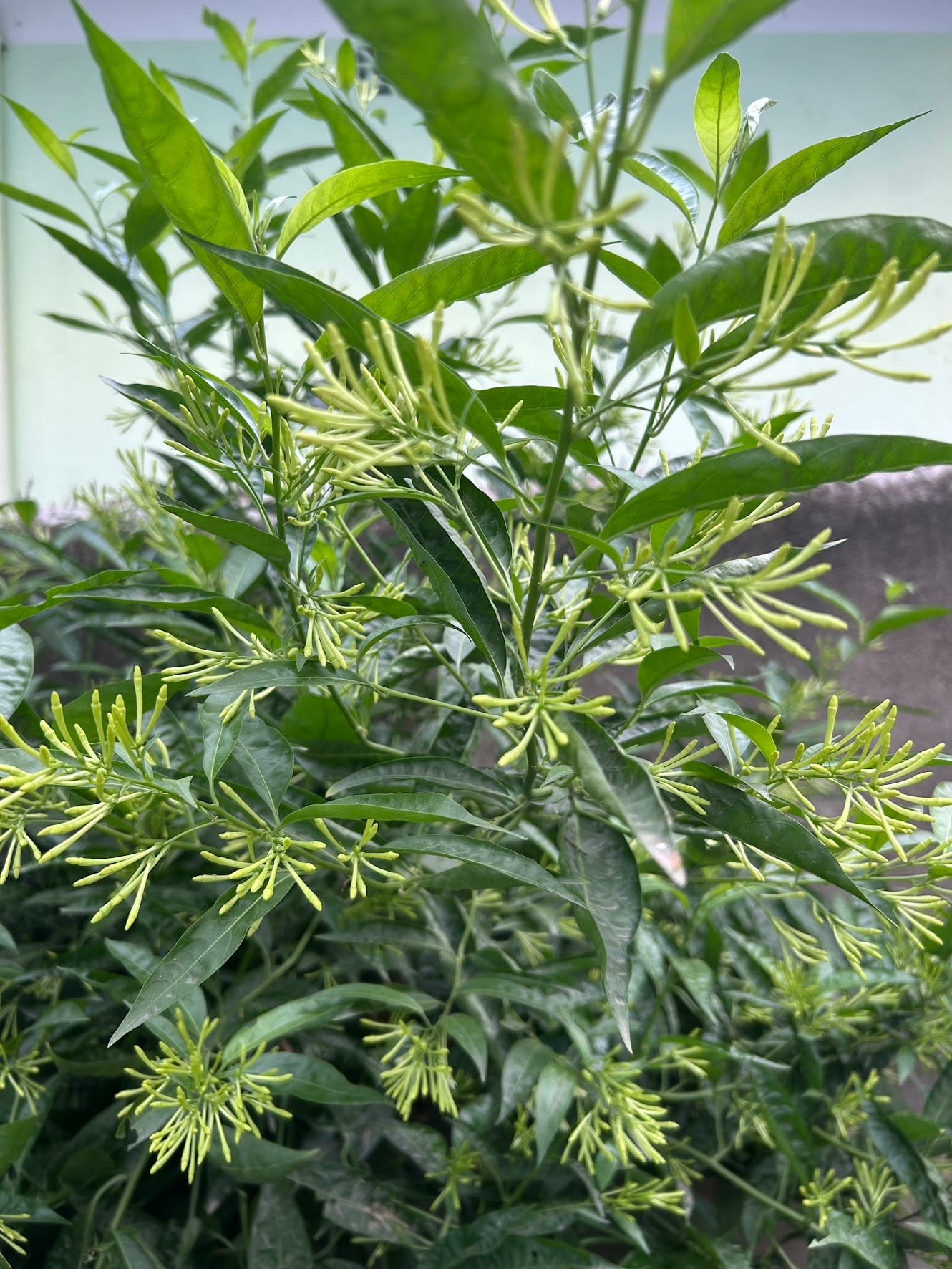 Best Flowering Bushes in Florida