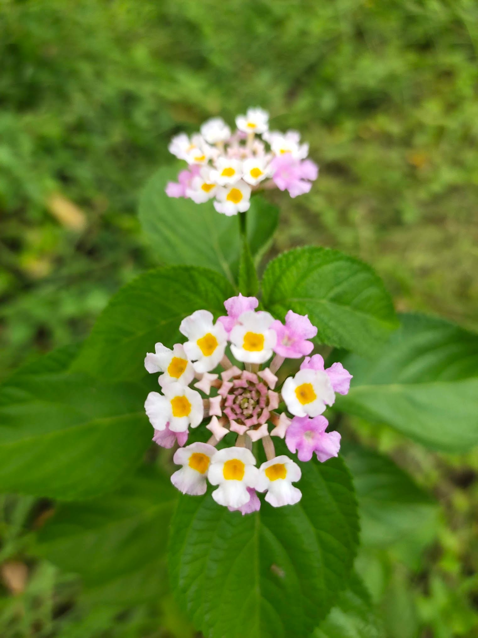 Best Flowering Bushes in Florida