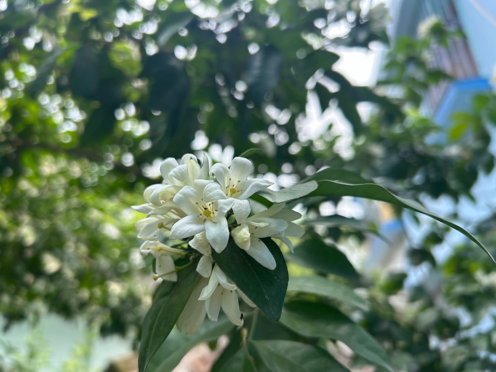 Best Flowering Bushes in Florida