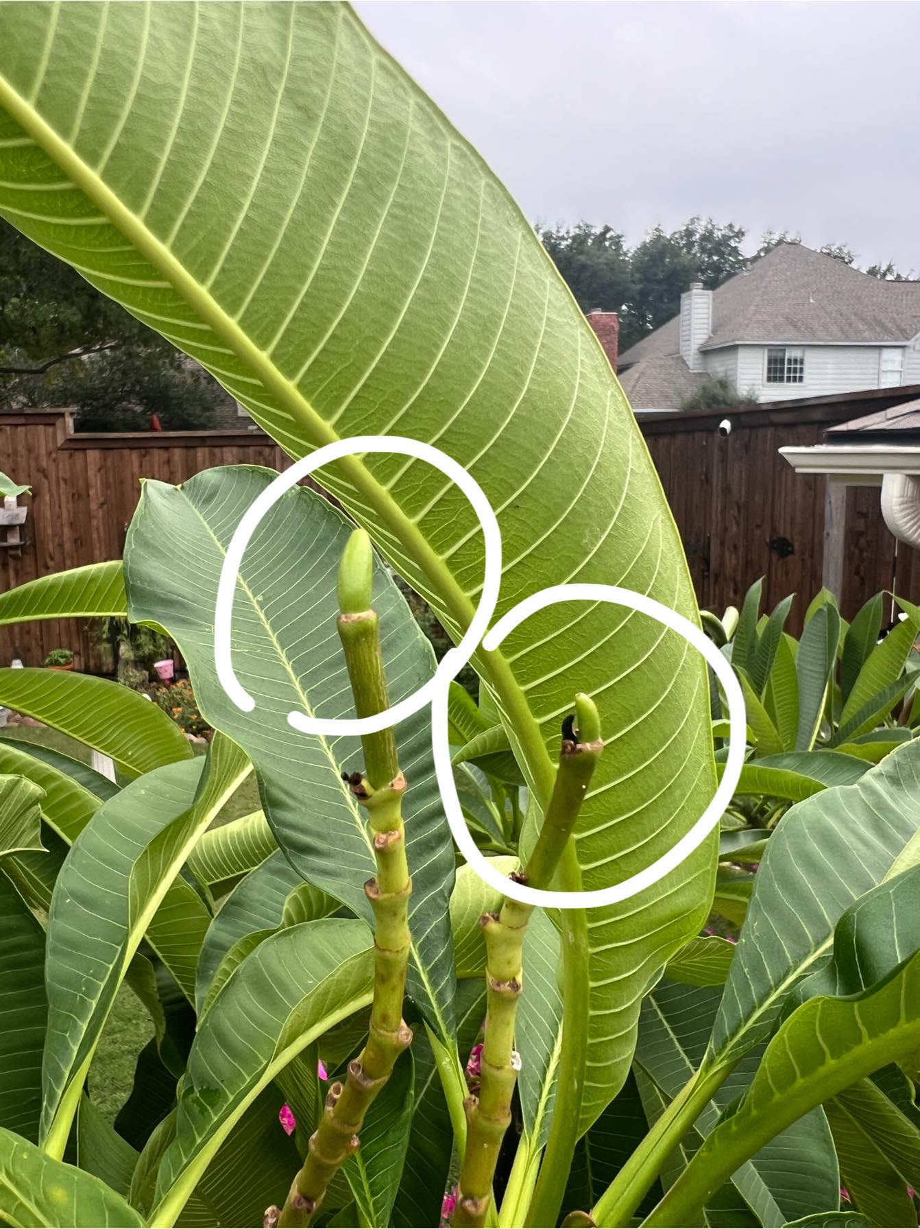Plumeria seedpod early stage