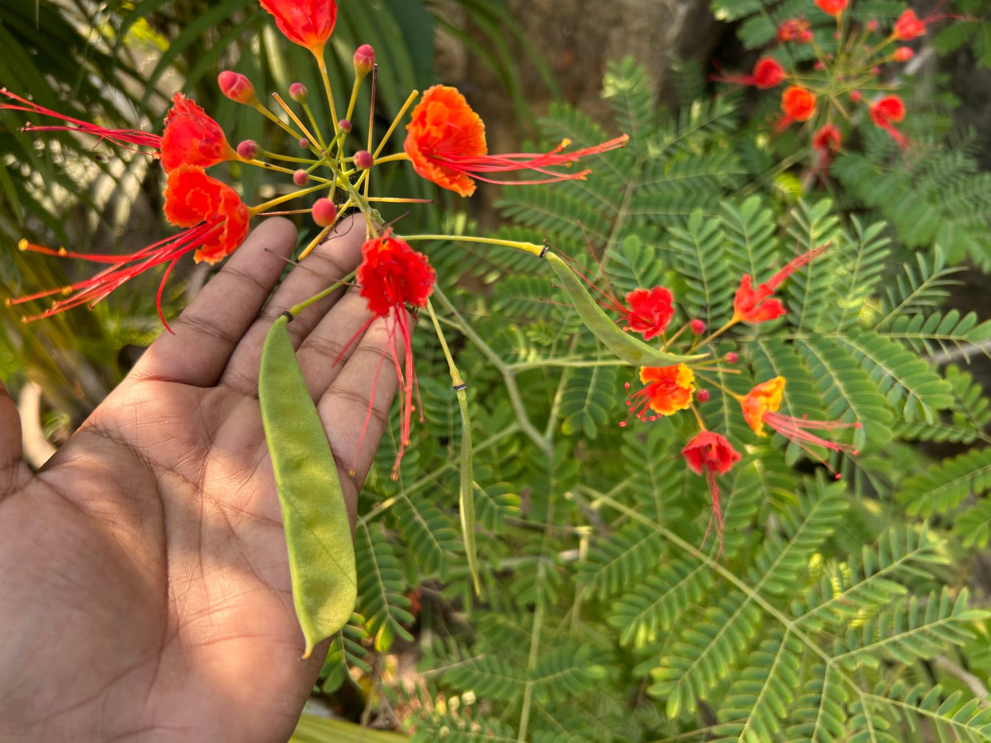 Best Flowering Bushes in Florida
