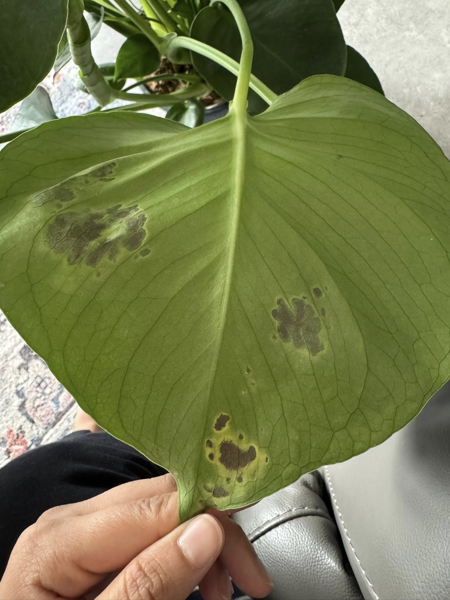 Black spots on monstera leaves