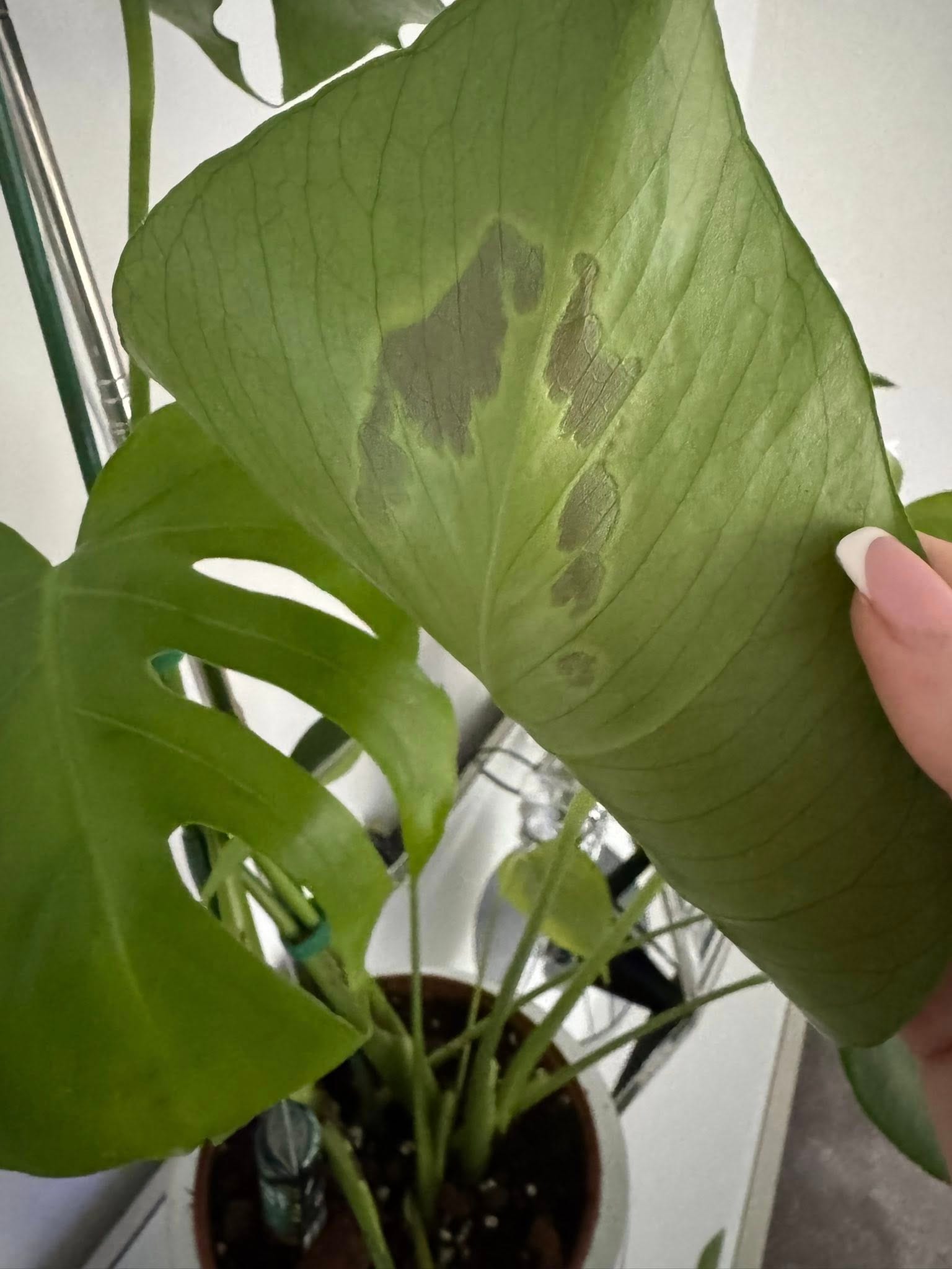 Black spot on Monstera leaf due to overwatering