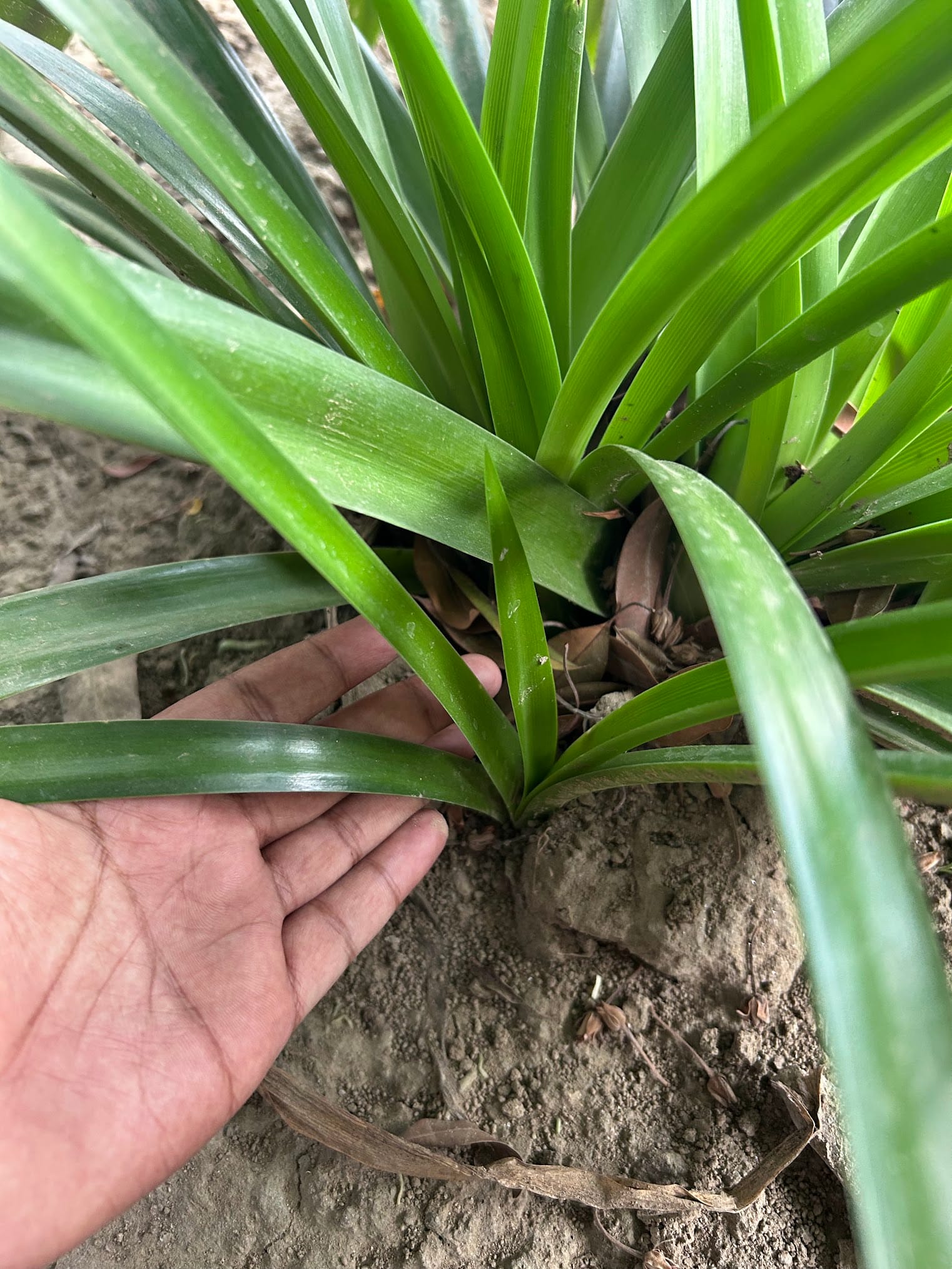 Propagation of spider lily